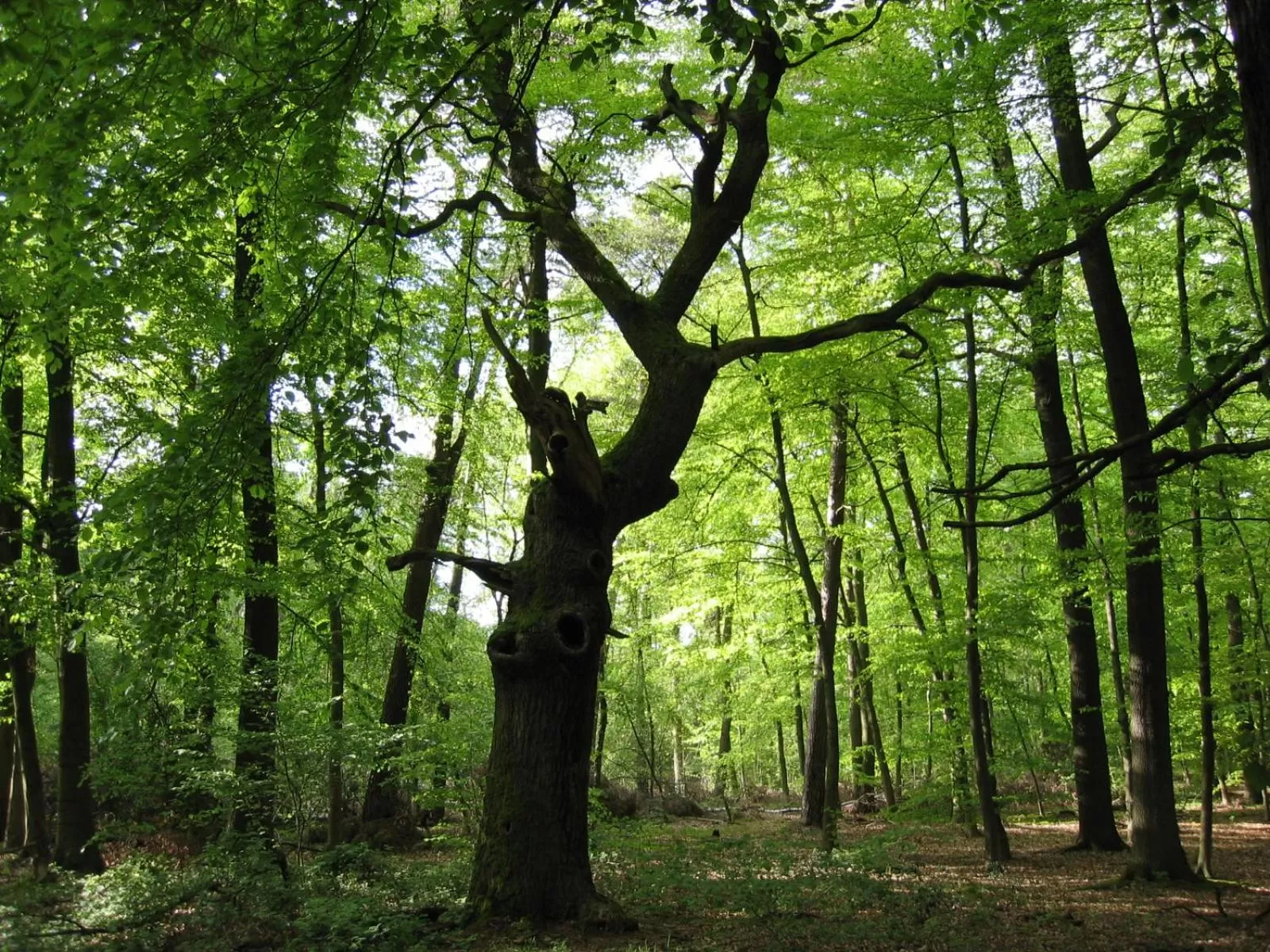 Nearby landmark in Hotel Restaurant Clemens-August