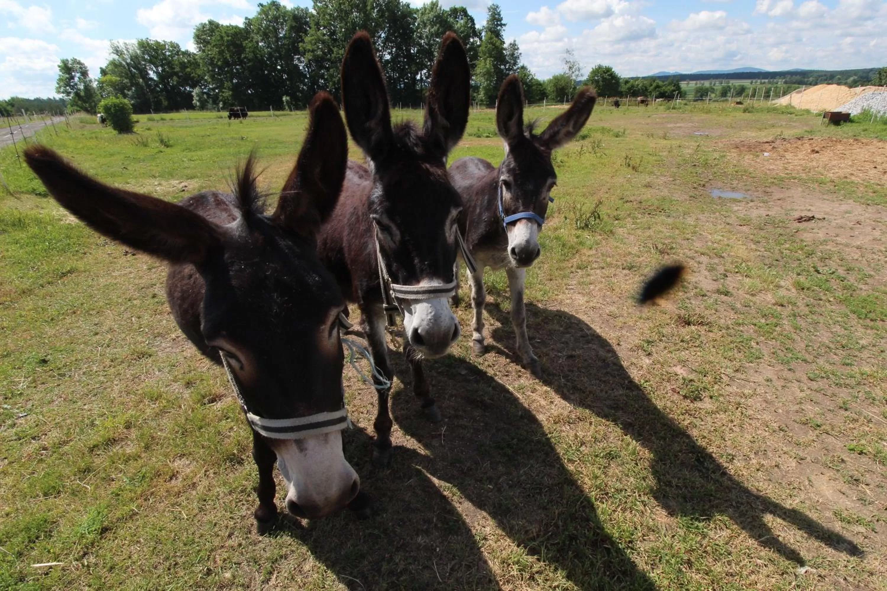 Residence Safari Resort - Bison Lodge
