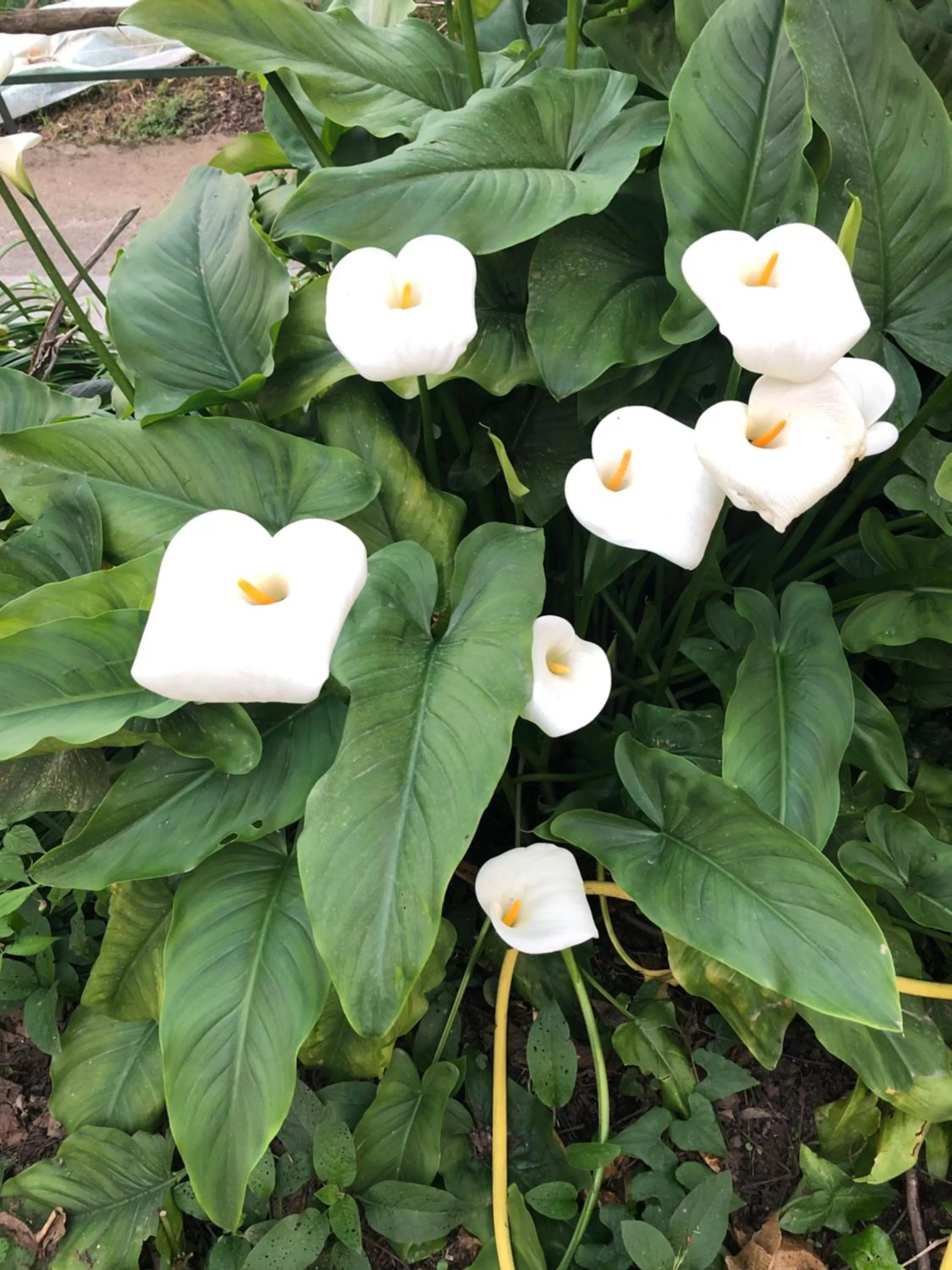 B&b L' Arancio in fiore