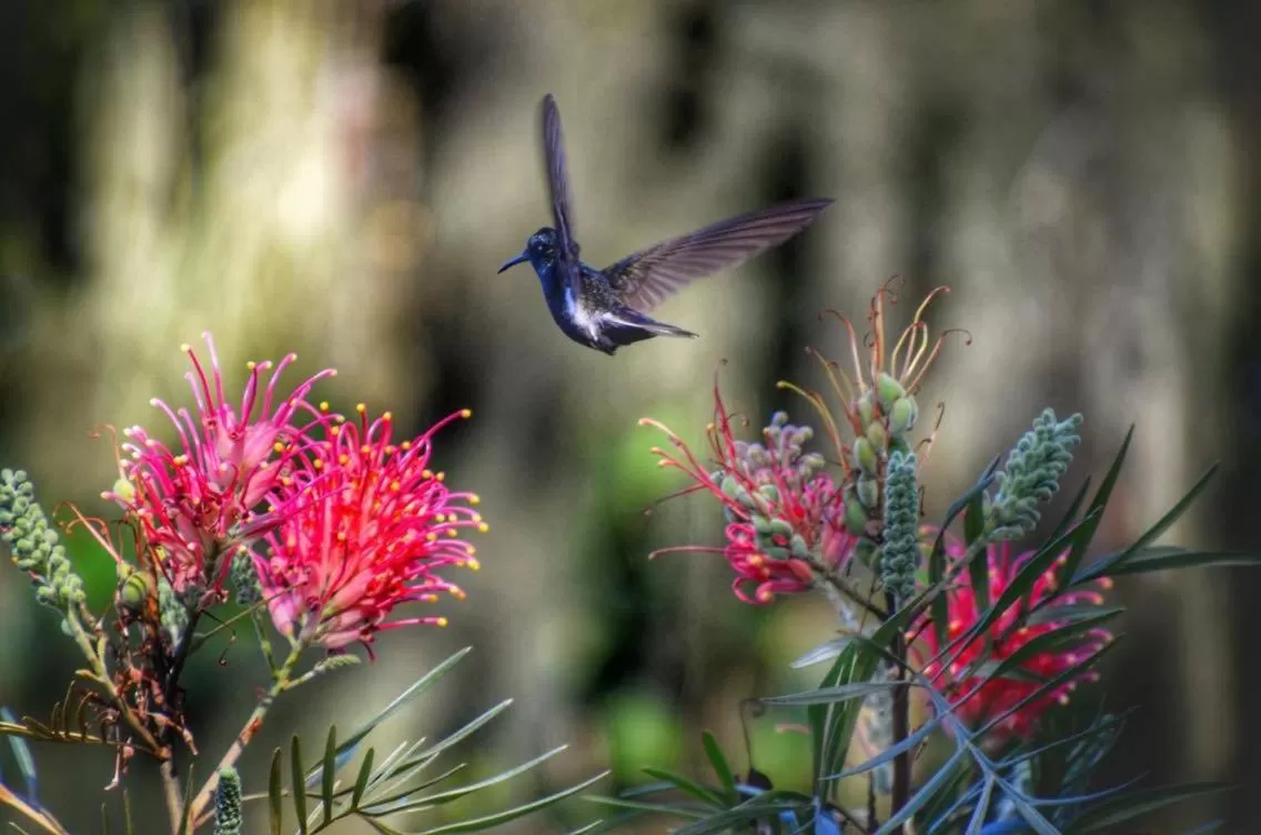 Pousada Canto Bella Terra