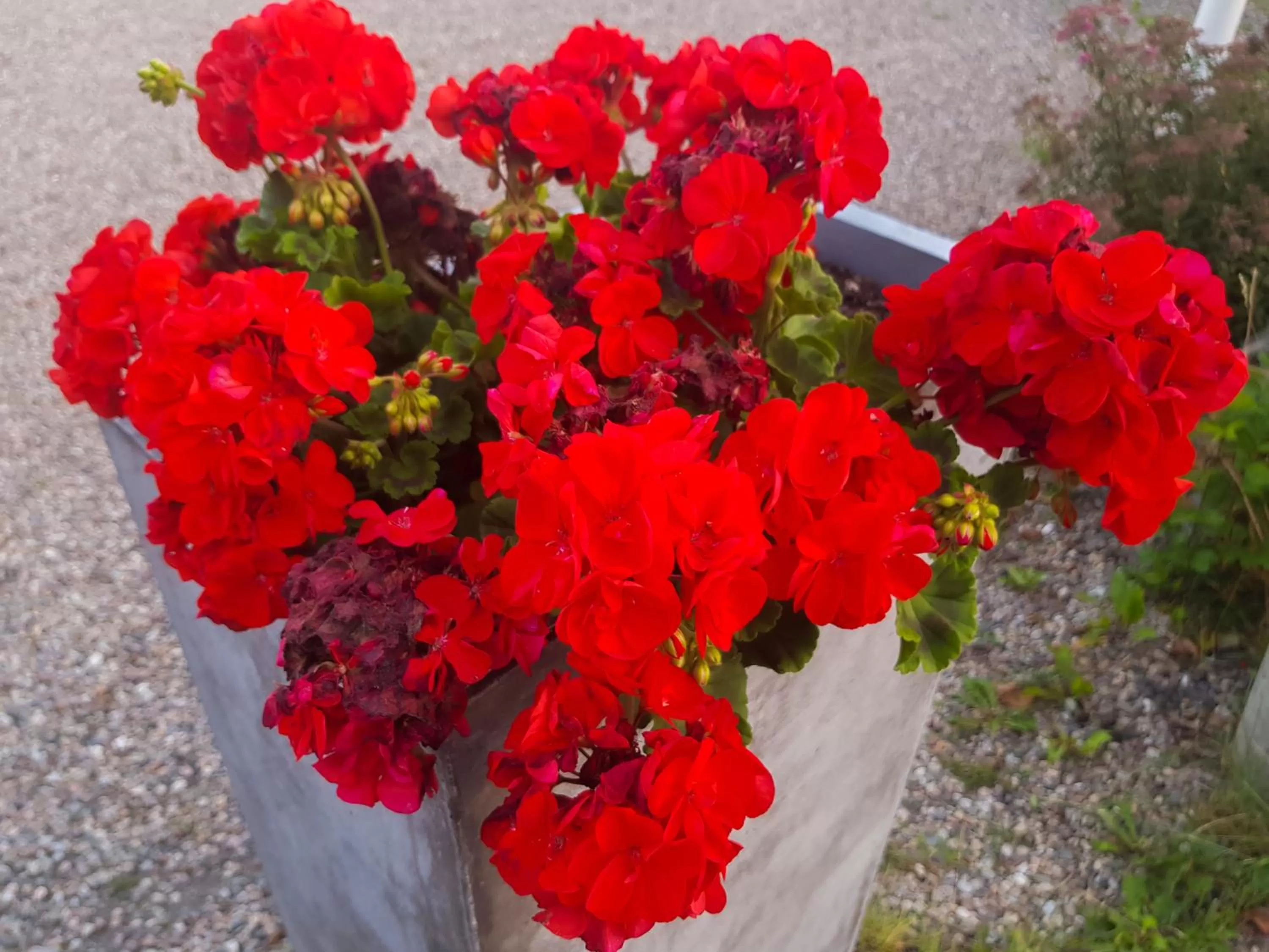 Garden in Stora Herrestad B&B