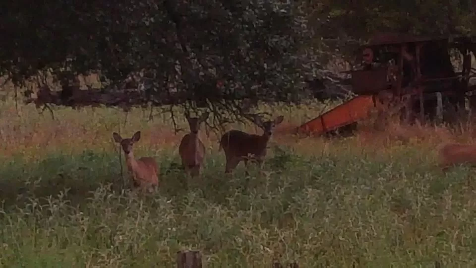 Other Animals in Full Moon Inn