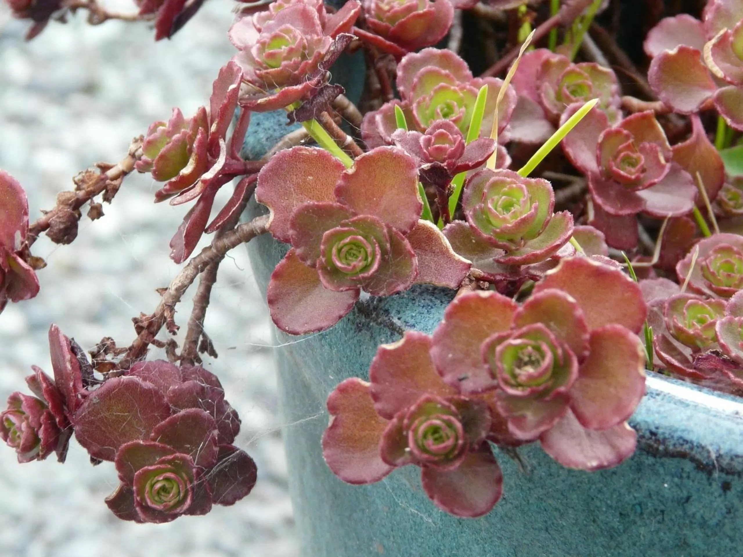 Garden view in Sheltered Nook On Tillamook Bay