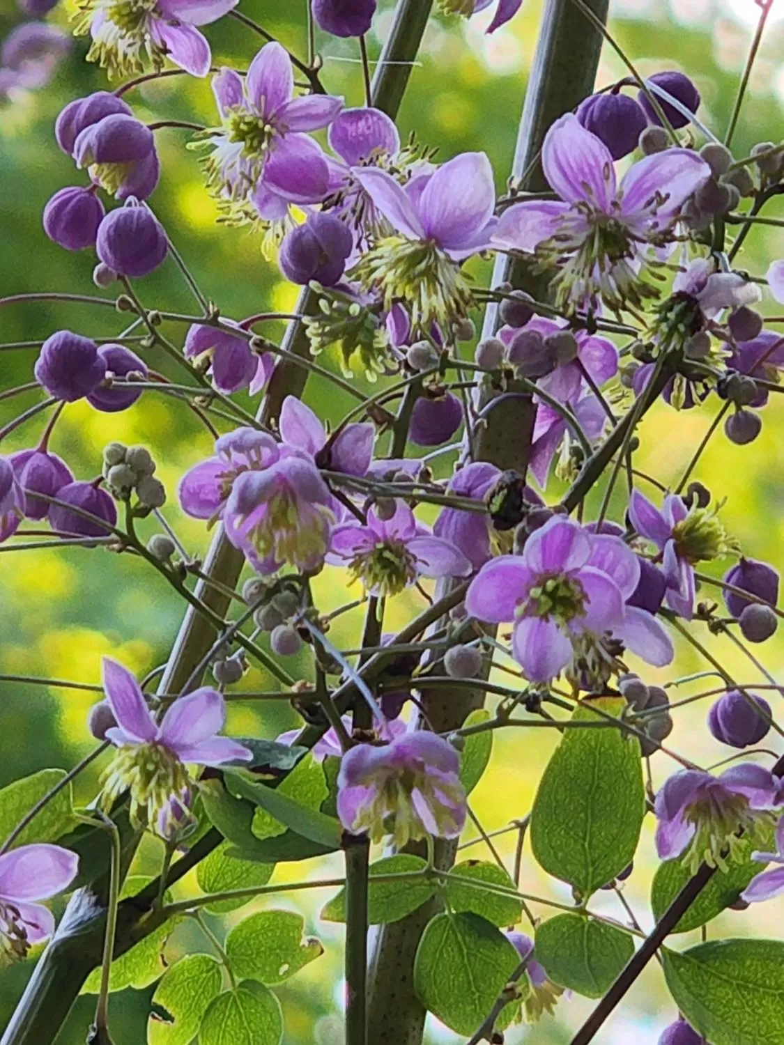 House of 1833 Bed and Breakfast