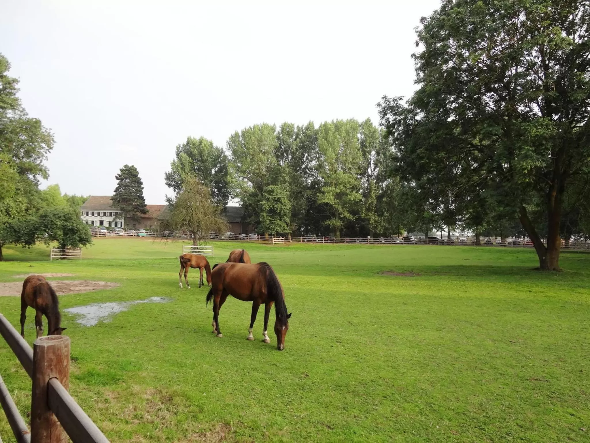 Animals in Gut Hohenholz