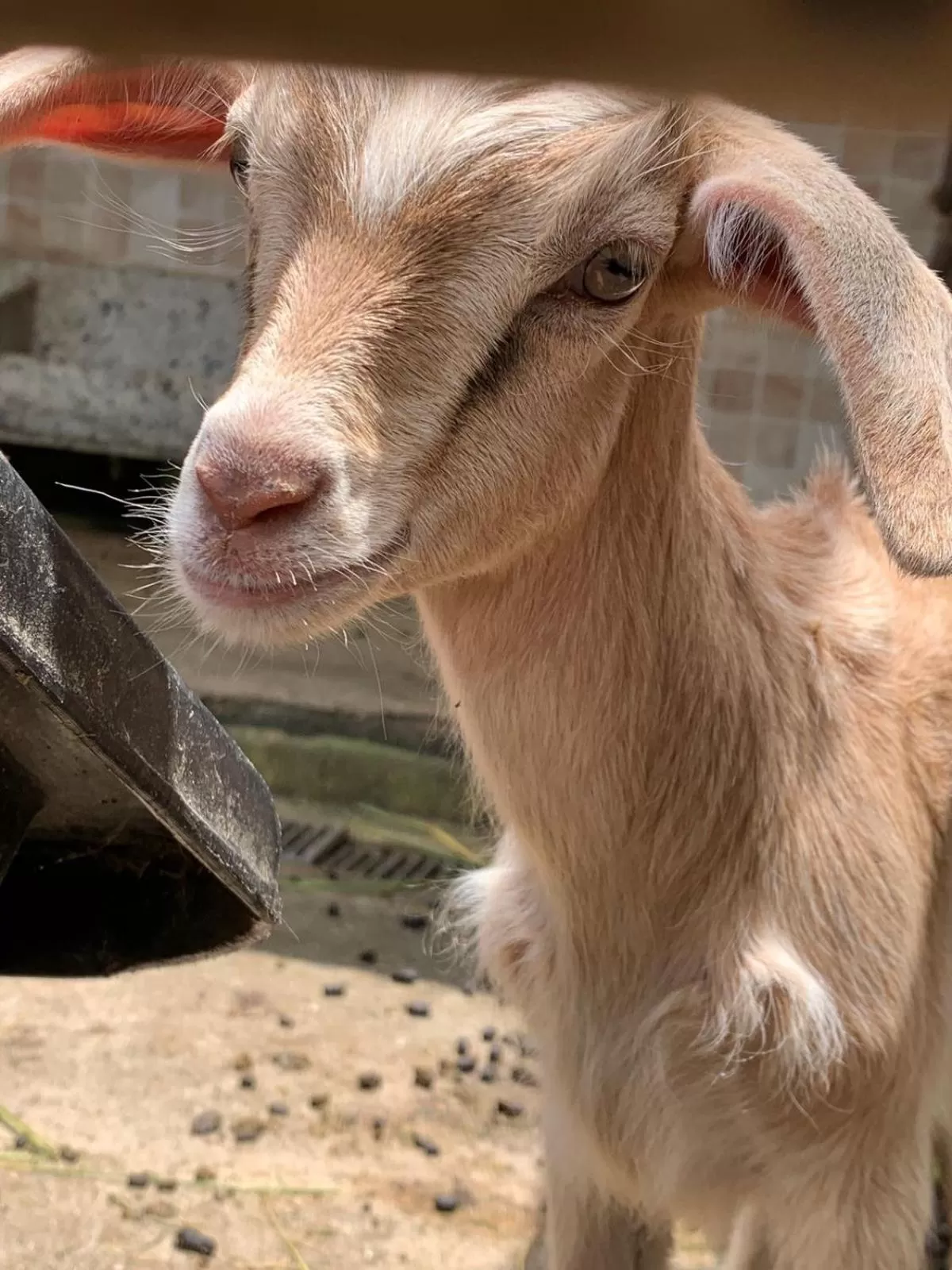 Animals in Pousada Fazendinha Unamar