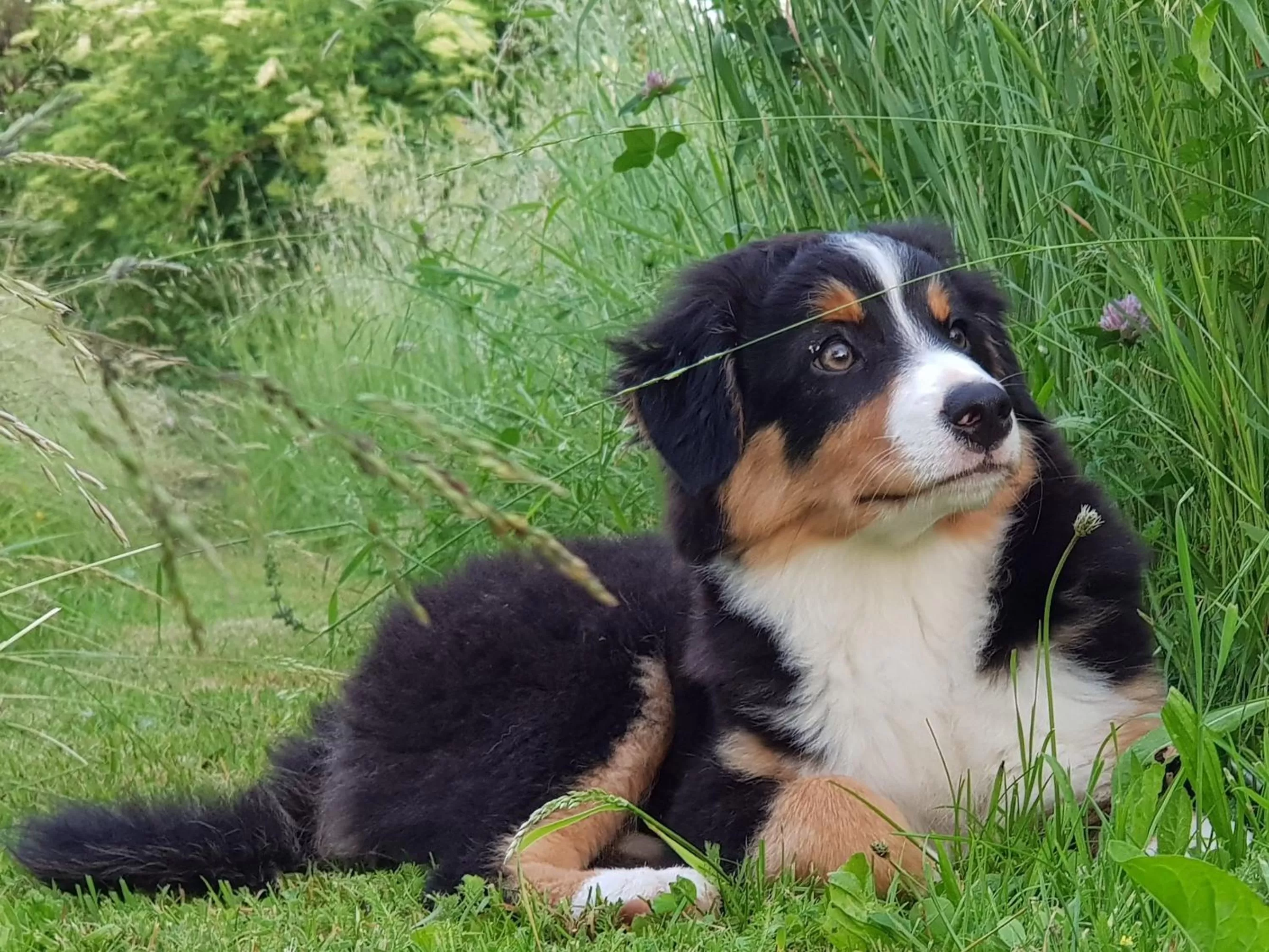 Pets in BnB Mönthal im Jurapark