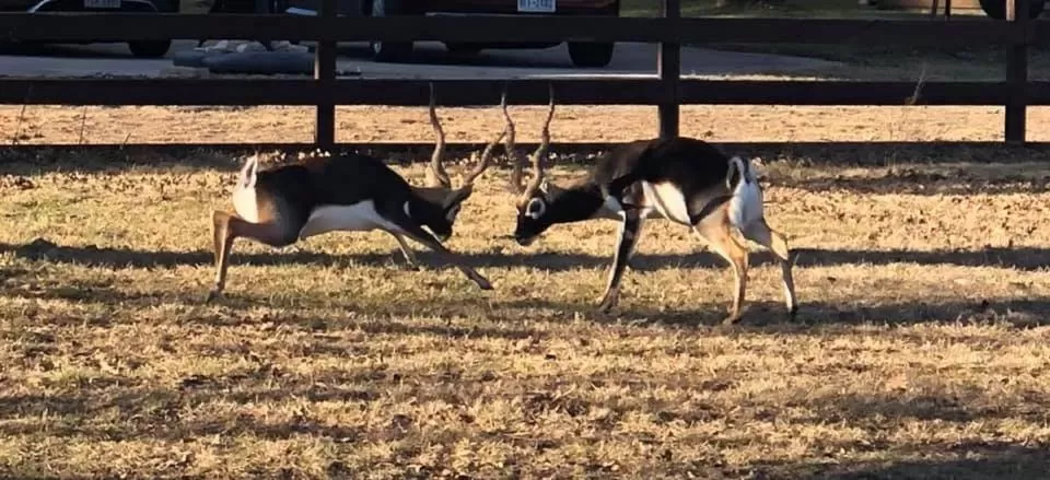 Flying L Ranch Resort & Golf Course