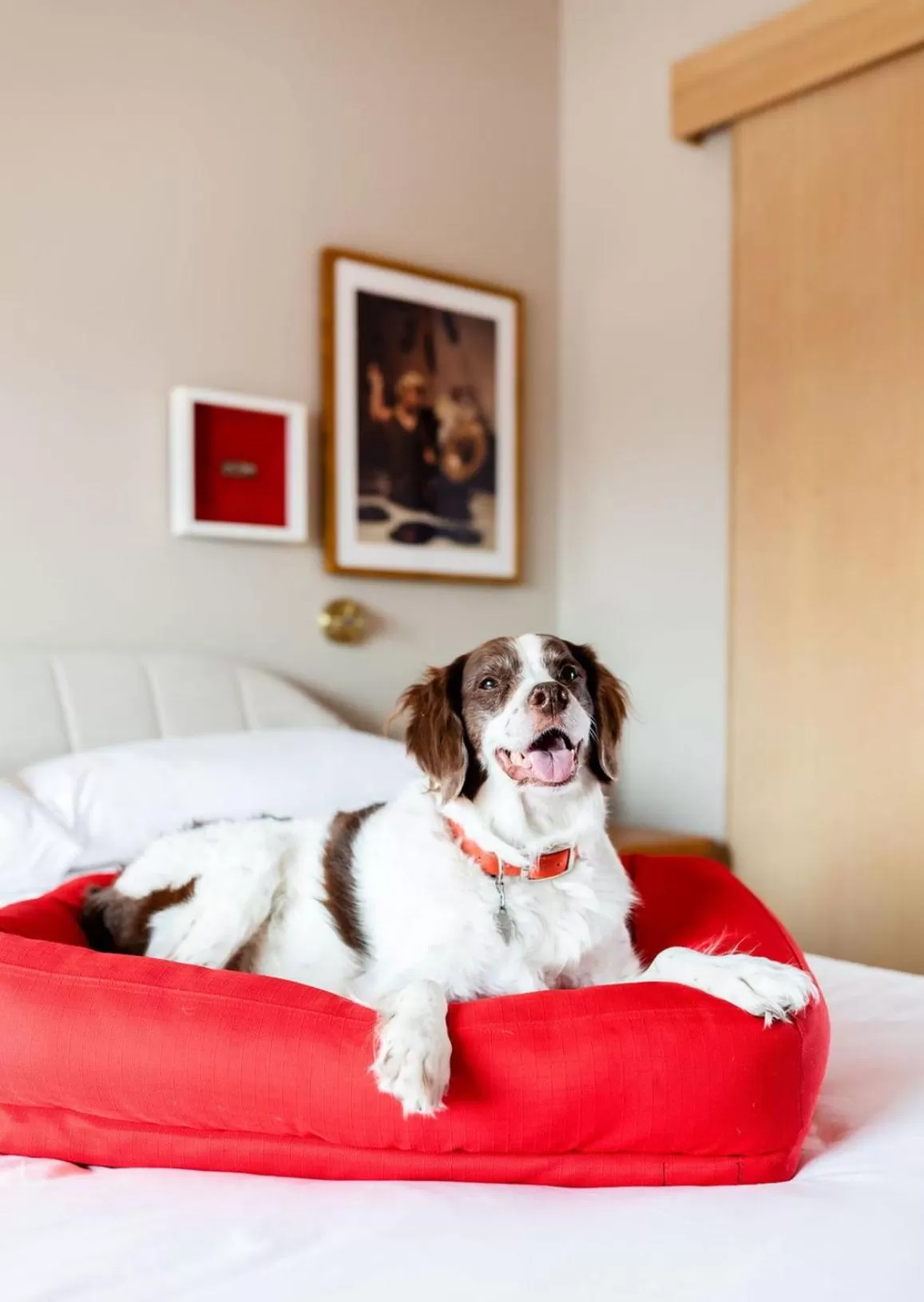 Pets in Virgin Hotels Dallas