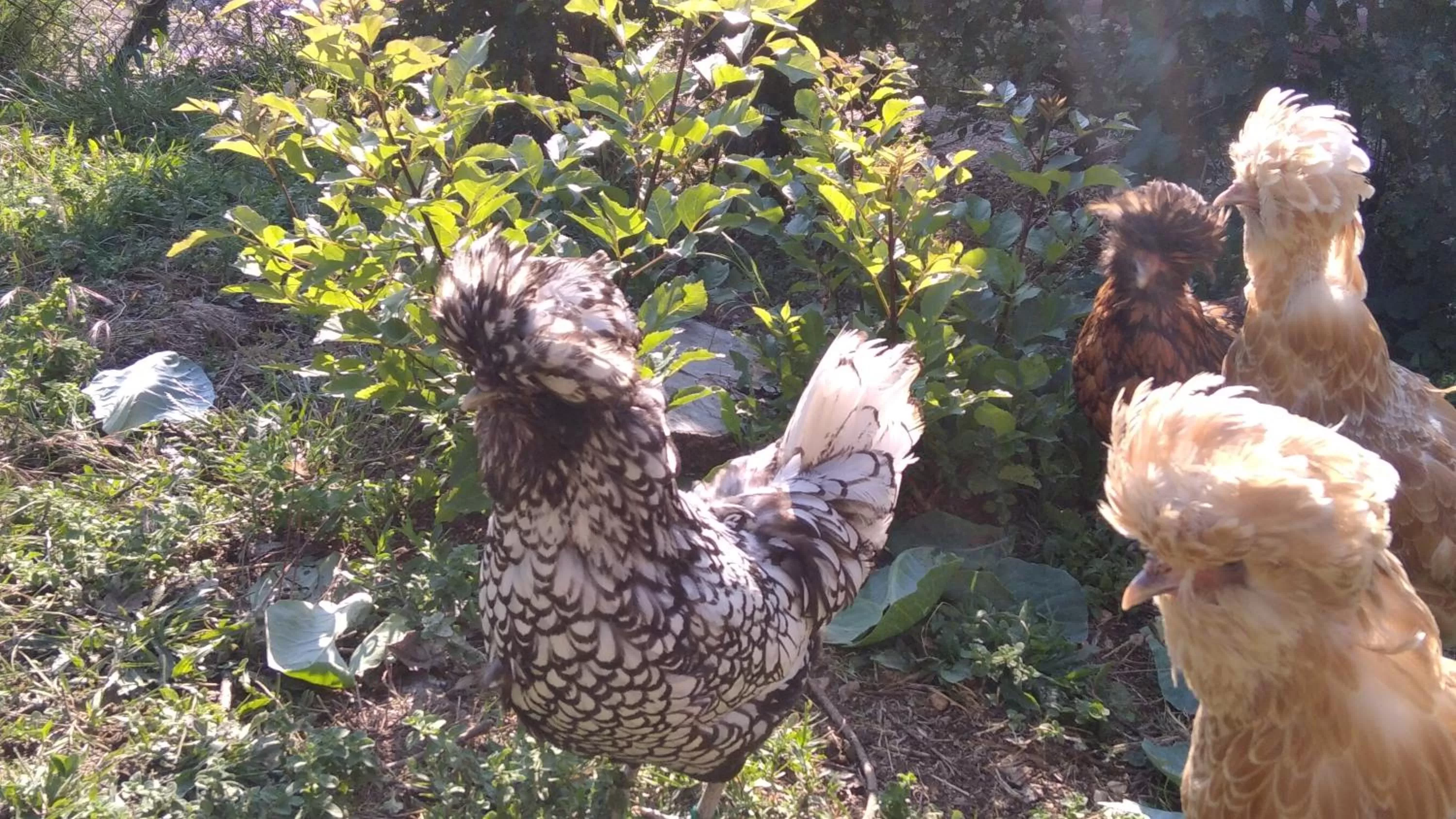 Pets in B&B Il Suono del Bosco