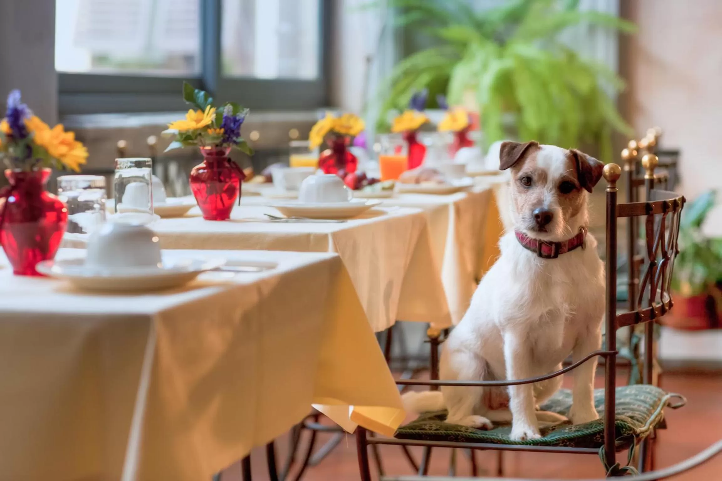 Animals in Hotel Torre Guelfa Palazzo Acciaiuoli