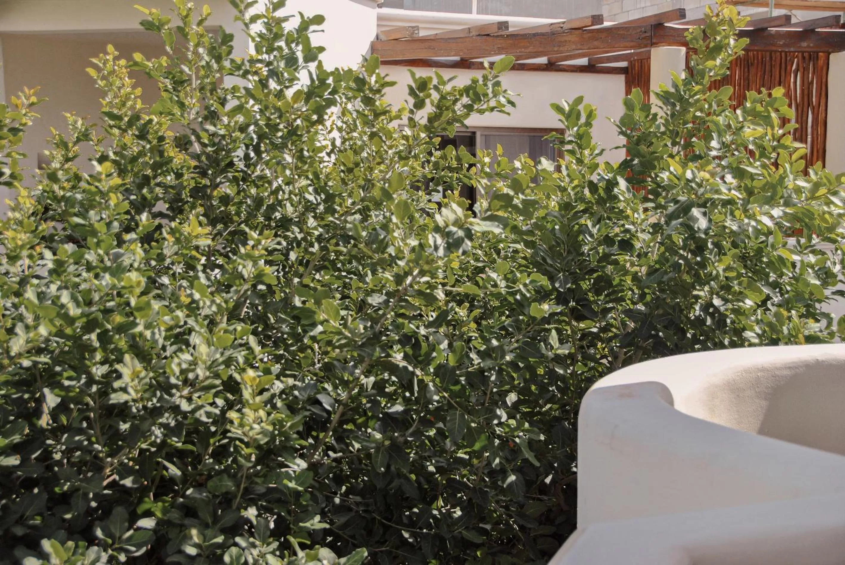 Garden in Boutique Hotel Posada 06 Tulum