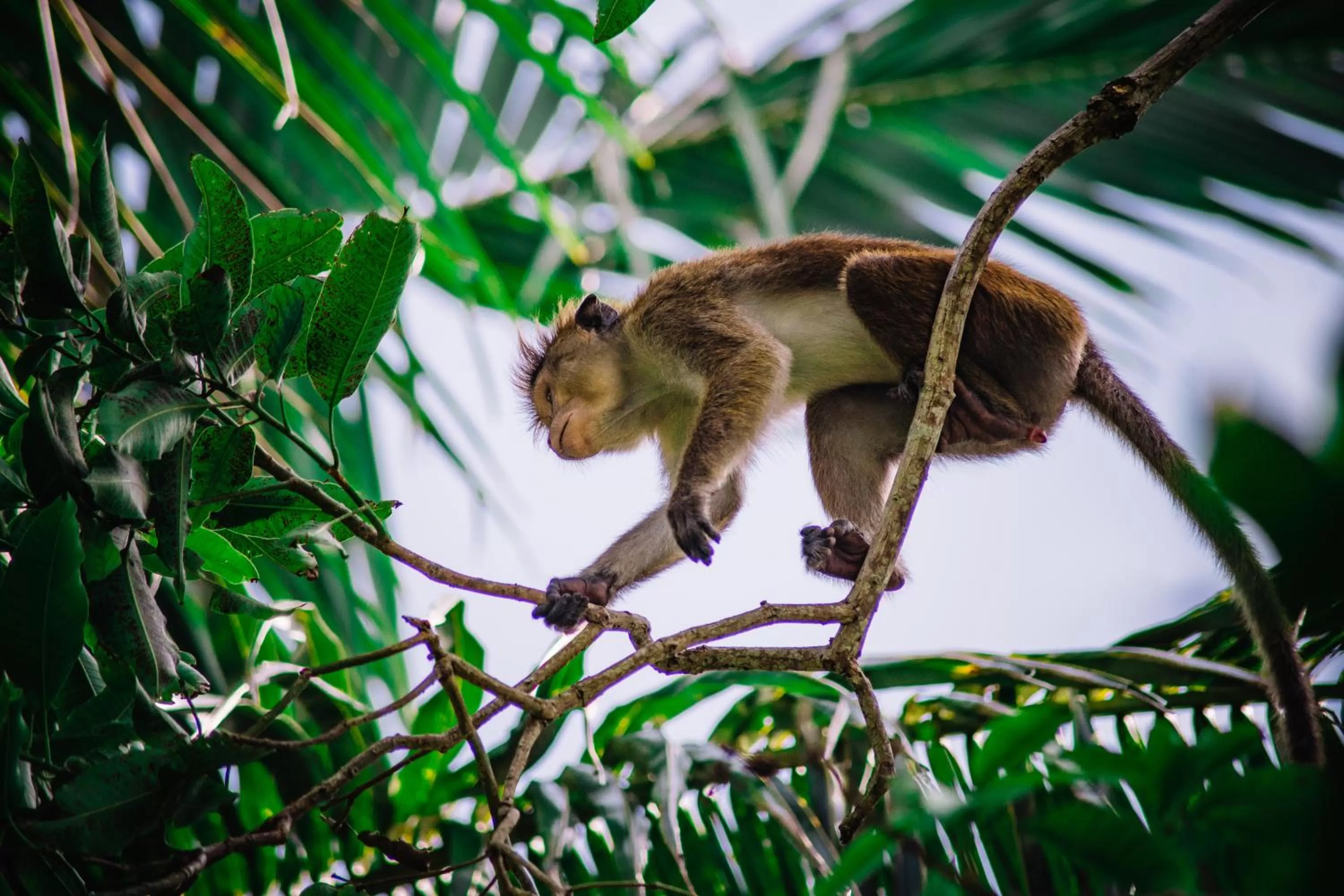 Balcony/Terrace in Kadolana Guest House