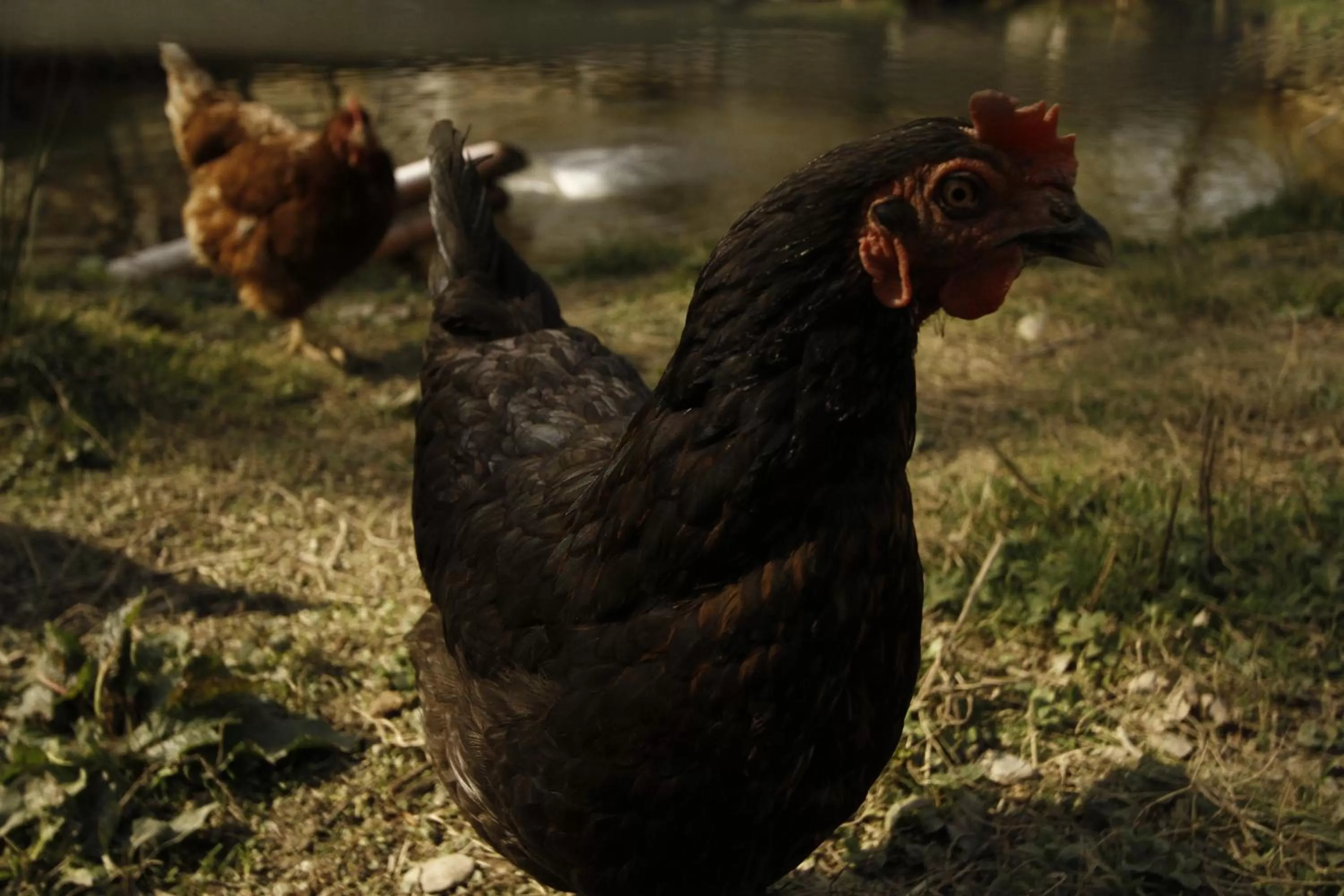 Animals in Hotel und Weingut Karlsmühle