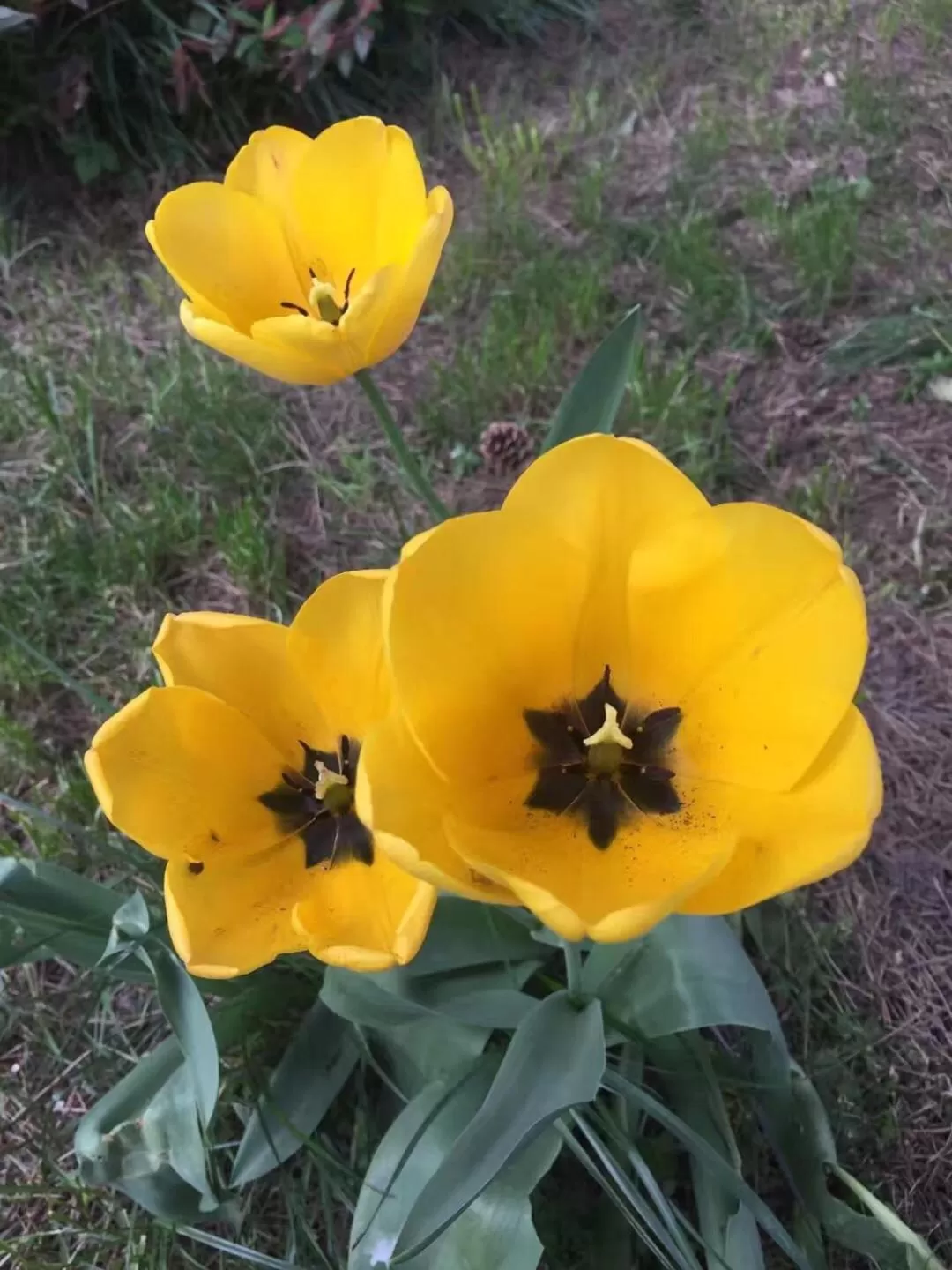 Maison d'hôtes Aux Deux Cigognes