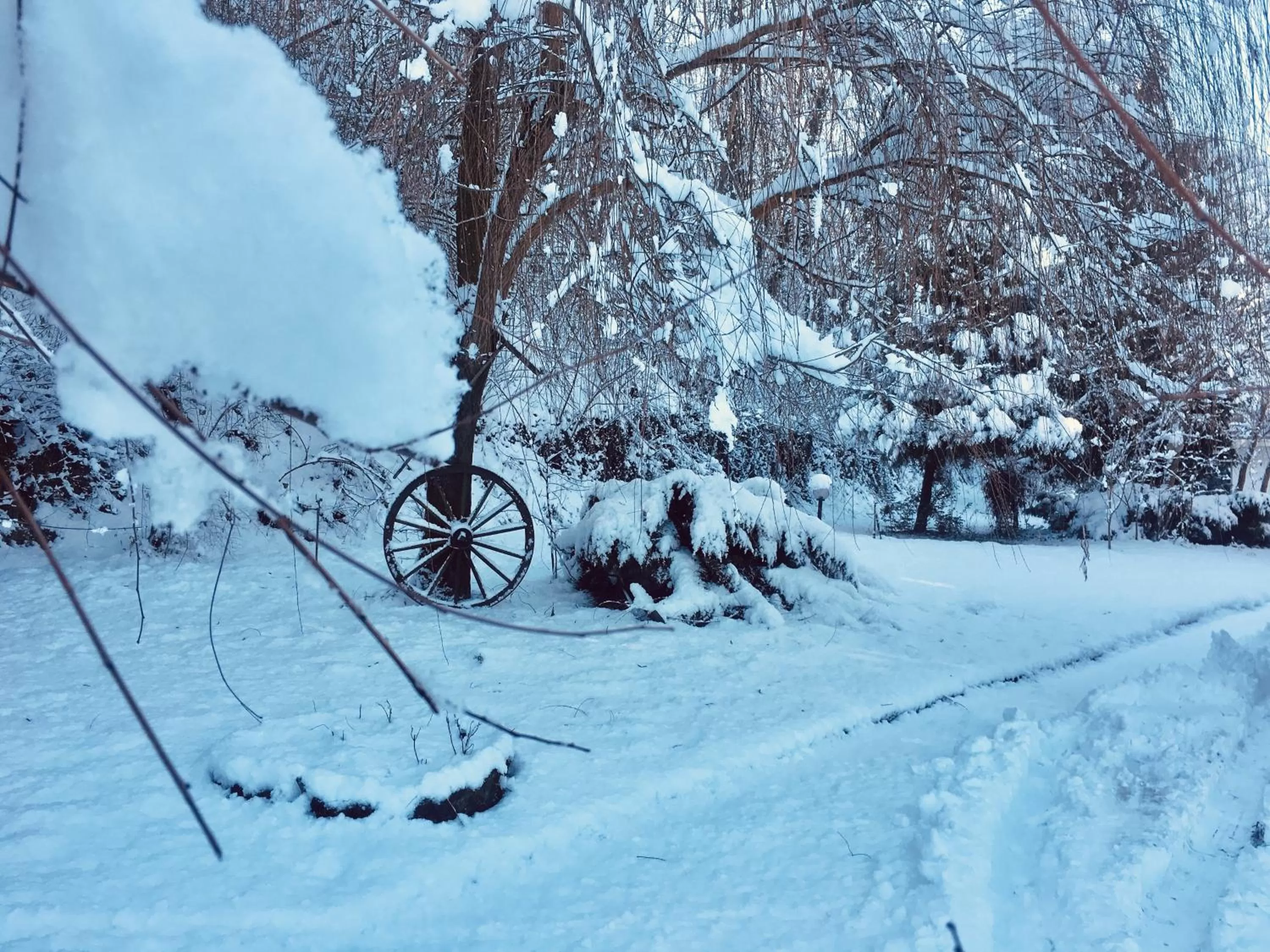 Rossella alla Villarella dei Tulipani