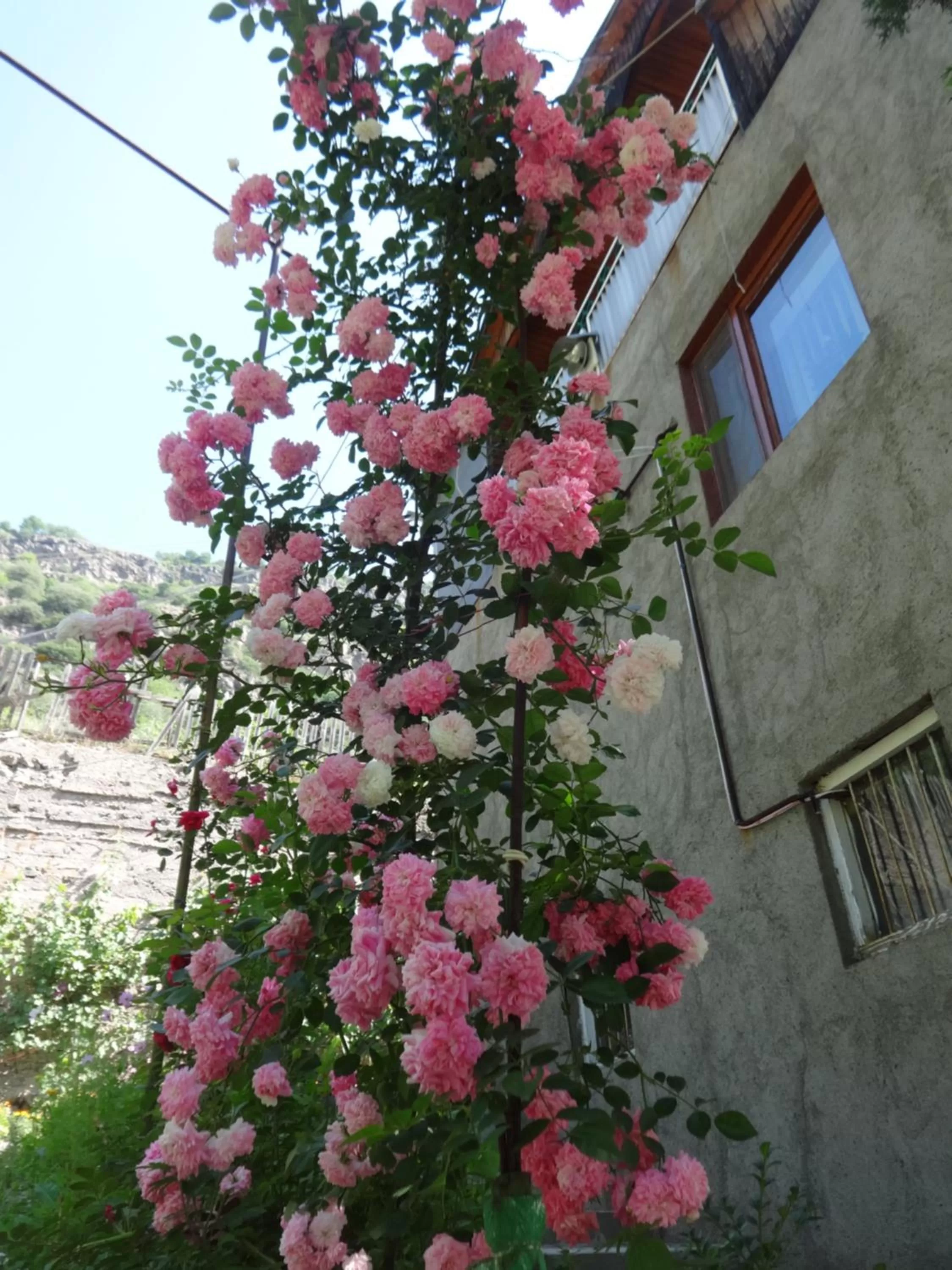 Garden in IRIS B&B in DEBED CANYON