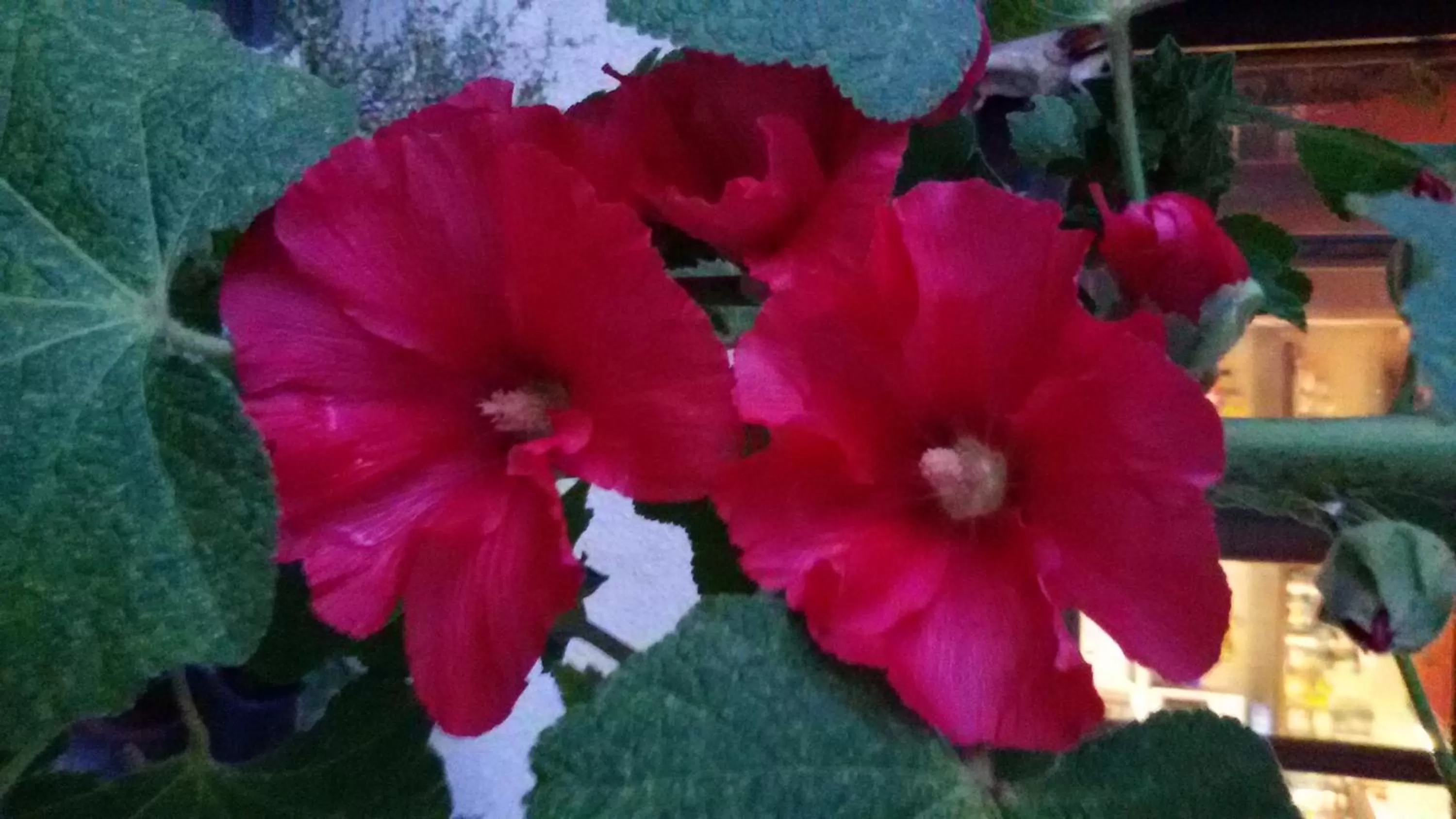 Other, Garden in Cascina Torello