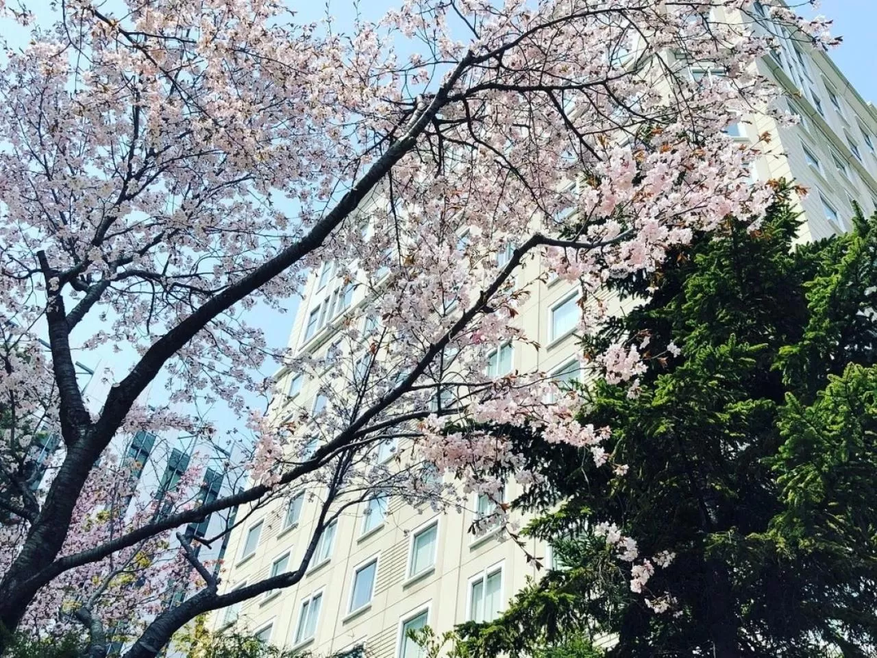 Spring in Hotel Monterey Edelhof Sapporo