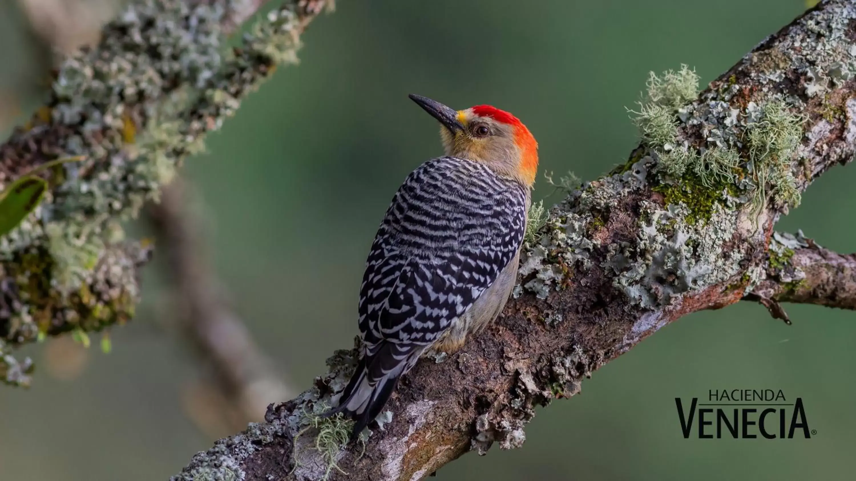 Twin Bed Room with Private External Bathroom - COFFEE LODGE in Hacienda Venecia Coffee Farm Hotel Twin Bed Room with Private External Bathroom - COFFEE LODGE in Hacienda Venecia Coffee Farm Hotel