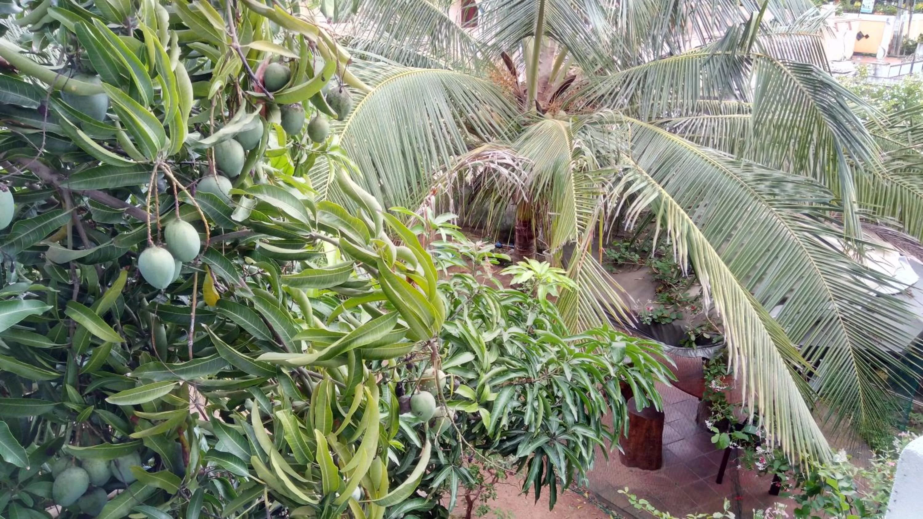 Garden view in Sampathaa Residence