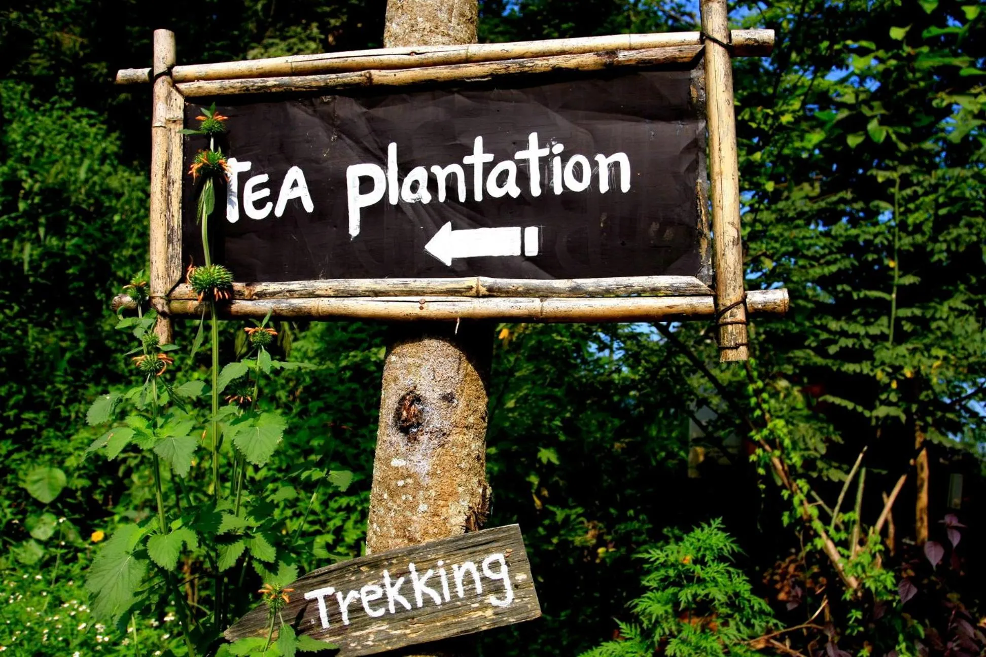 Other in Phu Chaisai Chiang Rai Mountain Resort