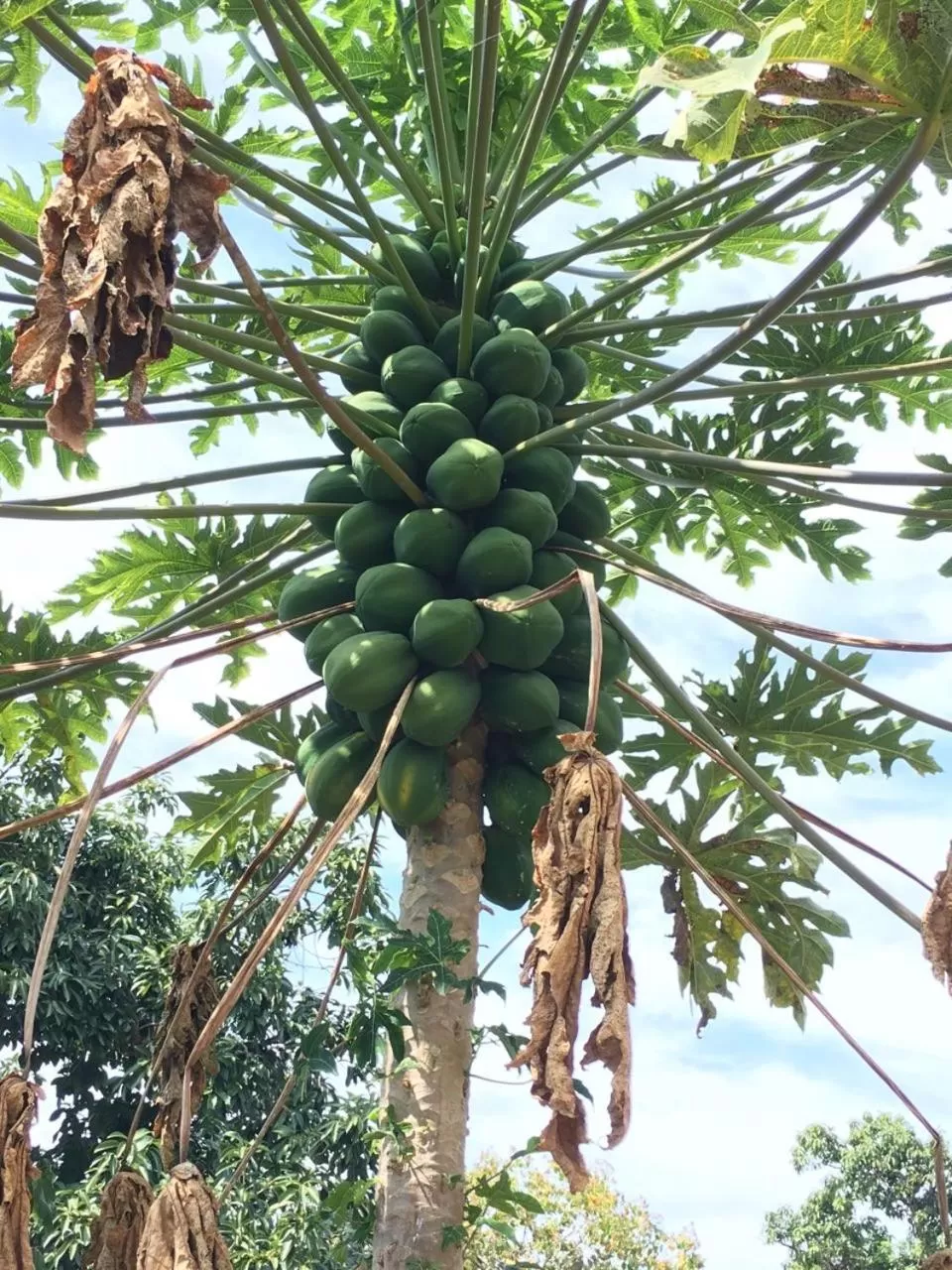 Garden in Coffee Garden