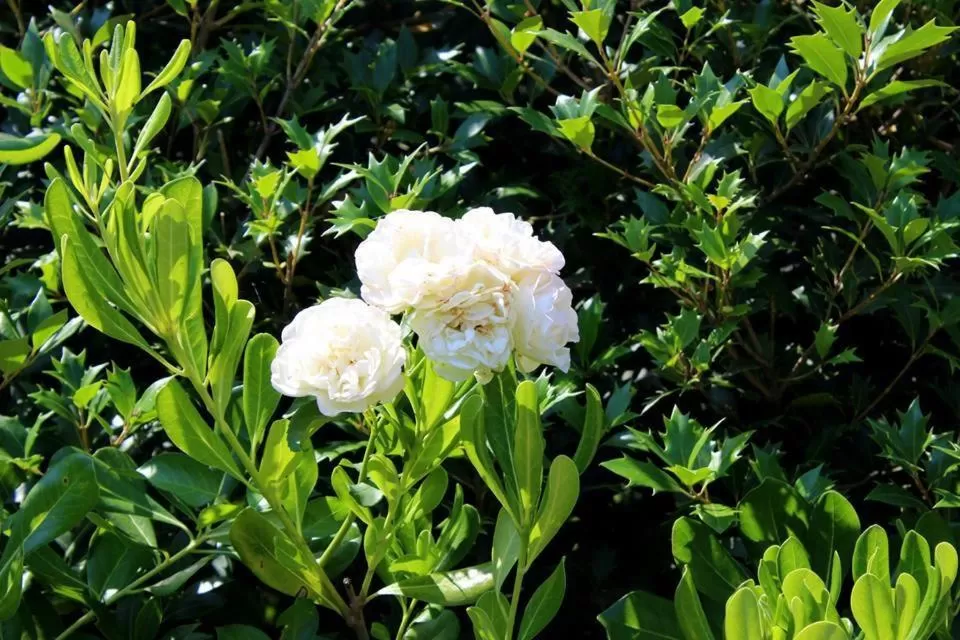 Day in Joia Hotel & Luxury Apartments RTA