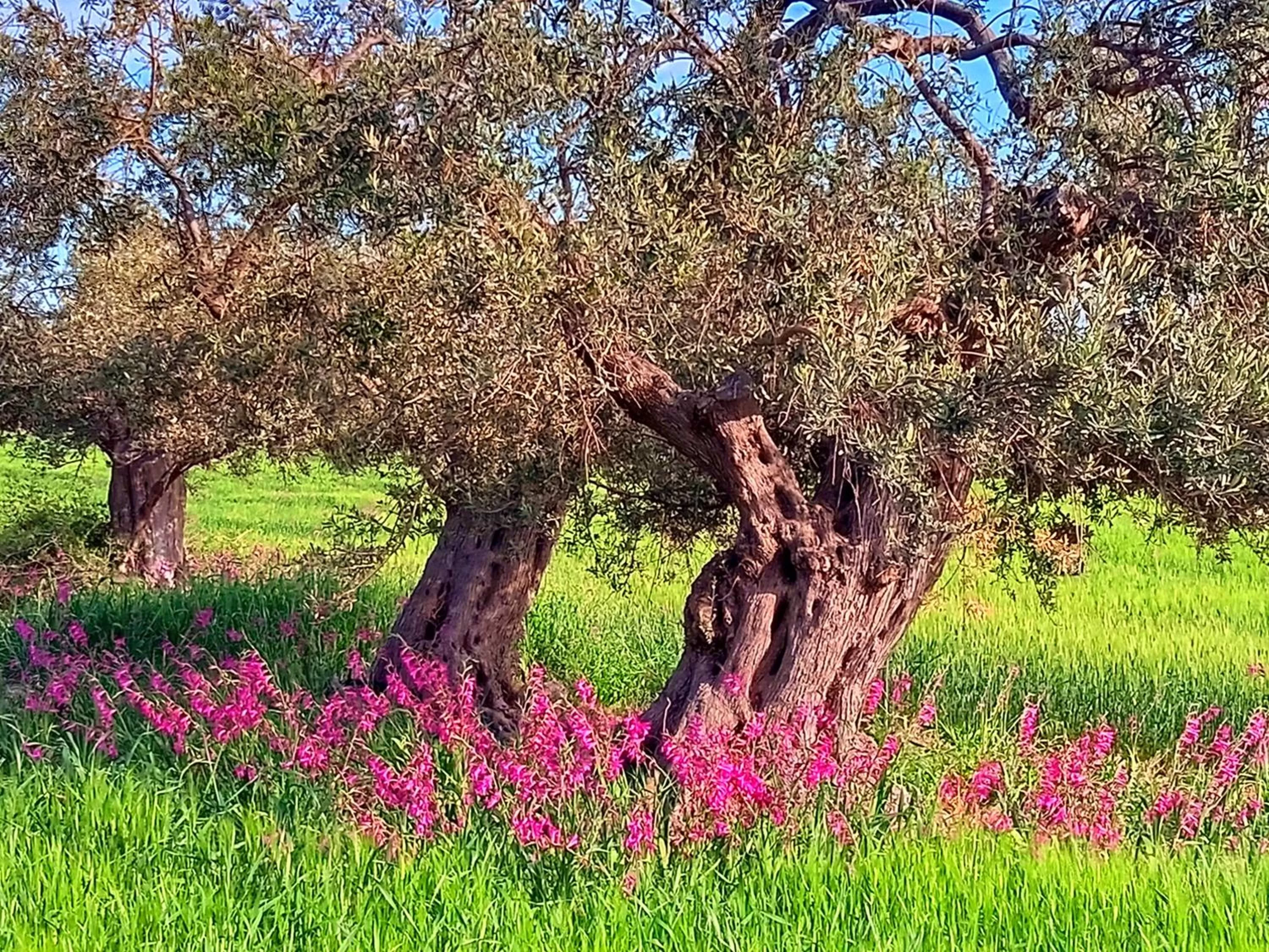 Natural landscape in B&B Villa Nella