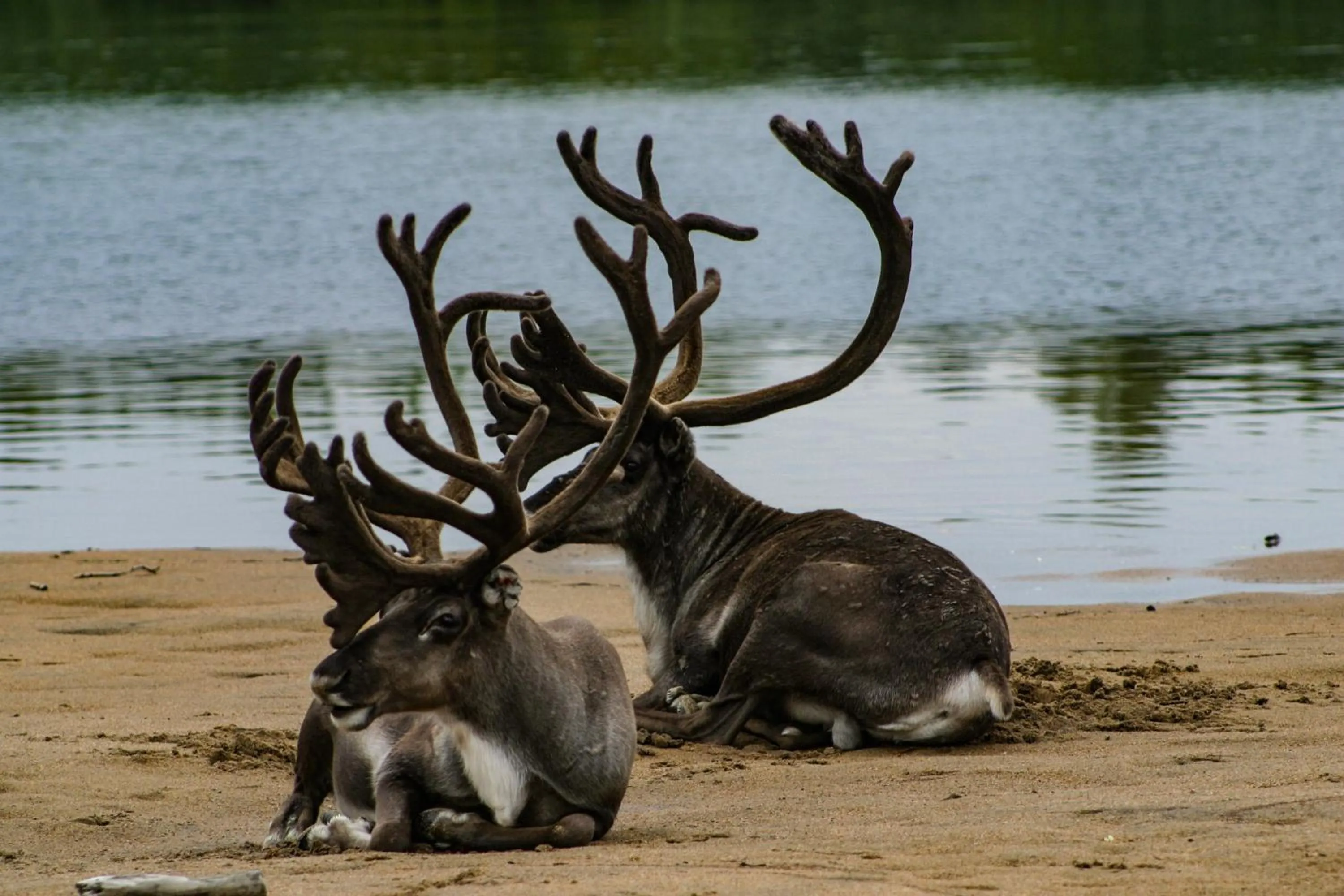 Summer in Aurora Village Ivalo