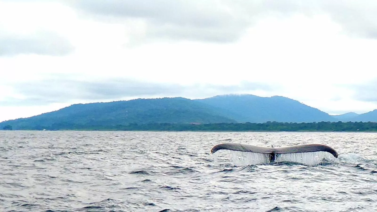 Activities, Other Animals in Posada Turística Rocas De Cabo Marzo