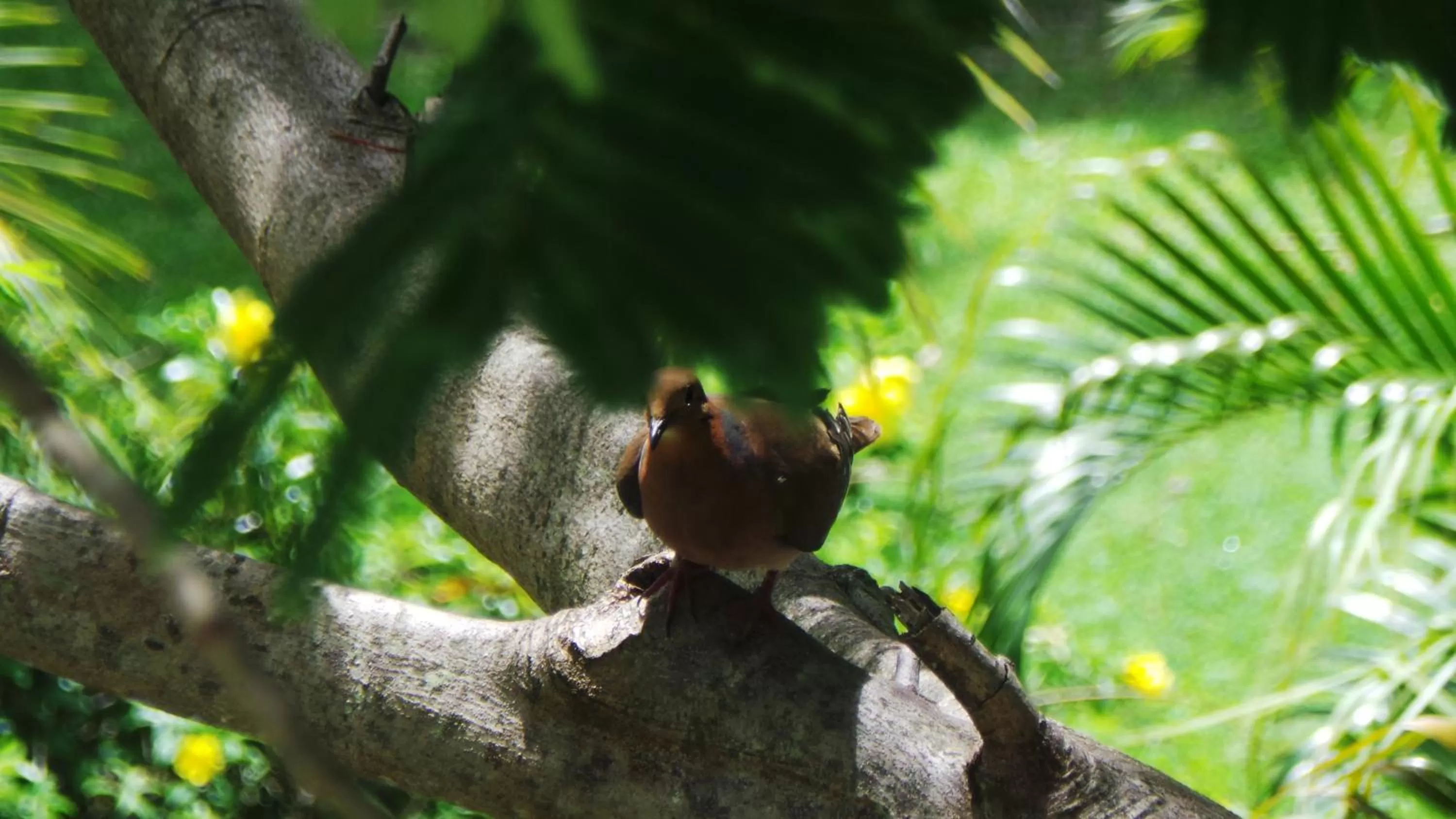 Activities in Blue Horizons Garden Resort