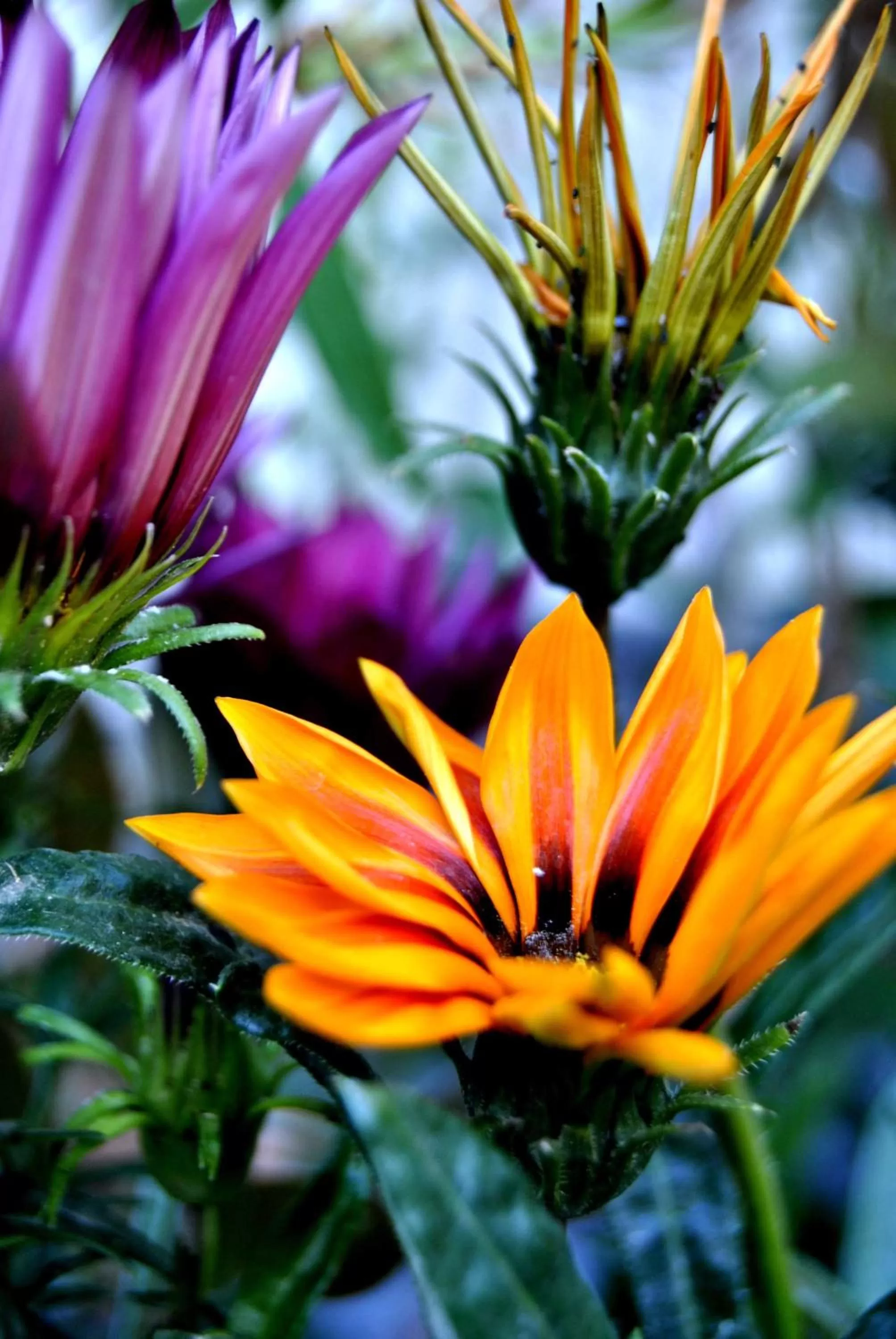 Garden in Filoxenia Studios