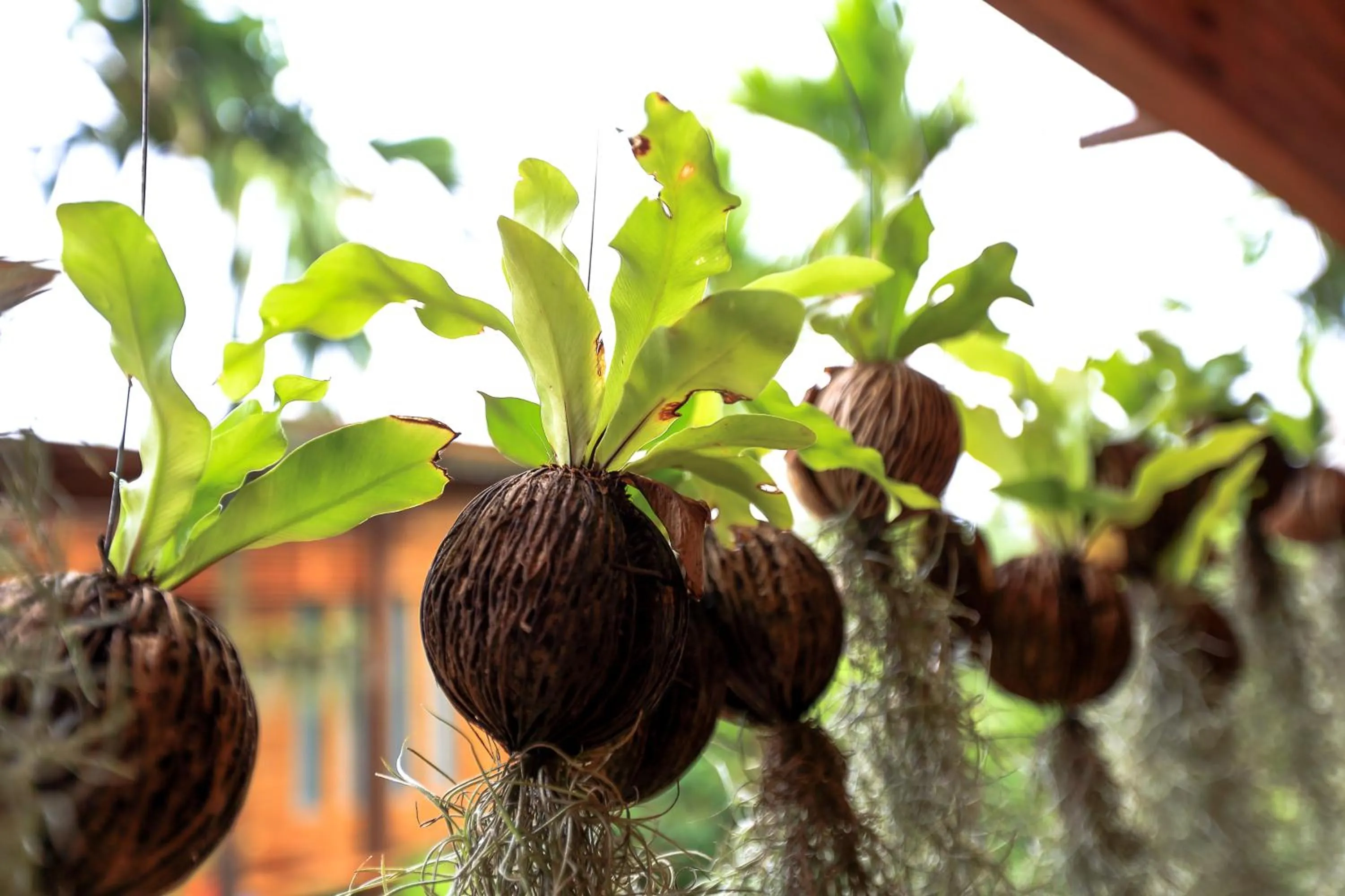 Area and facilities in Viangviman Luxury Resort, Krabi