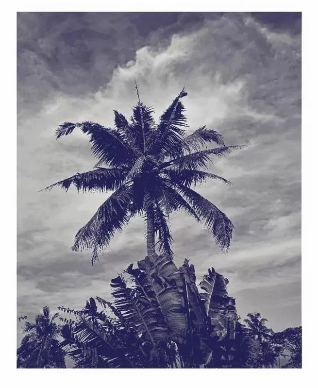 Garden in Villa Jacaranda