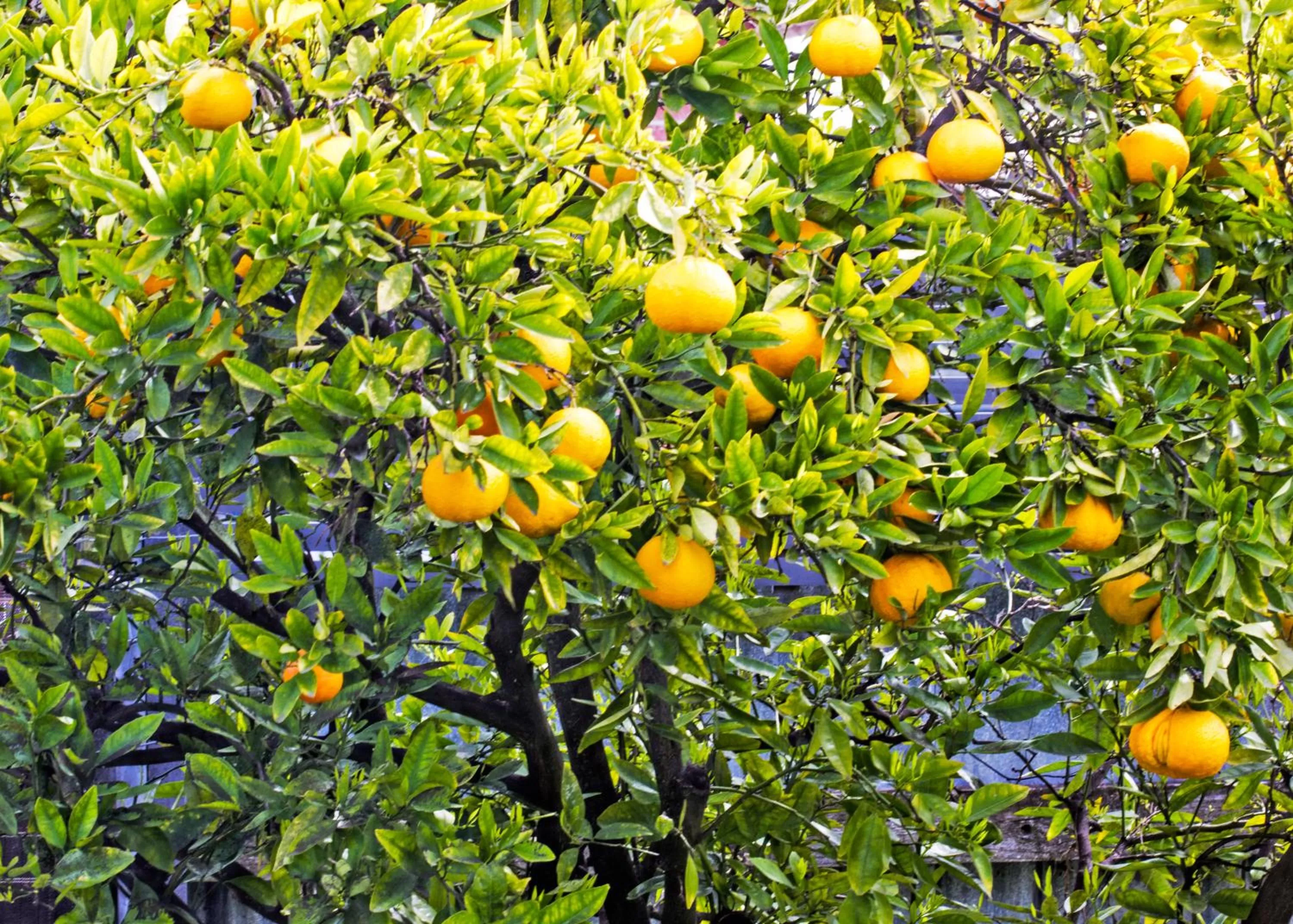 Spring in Magnolia House