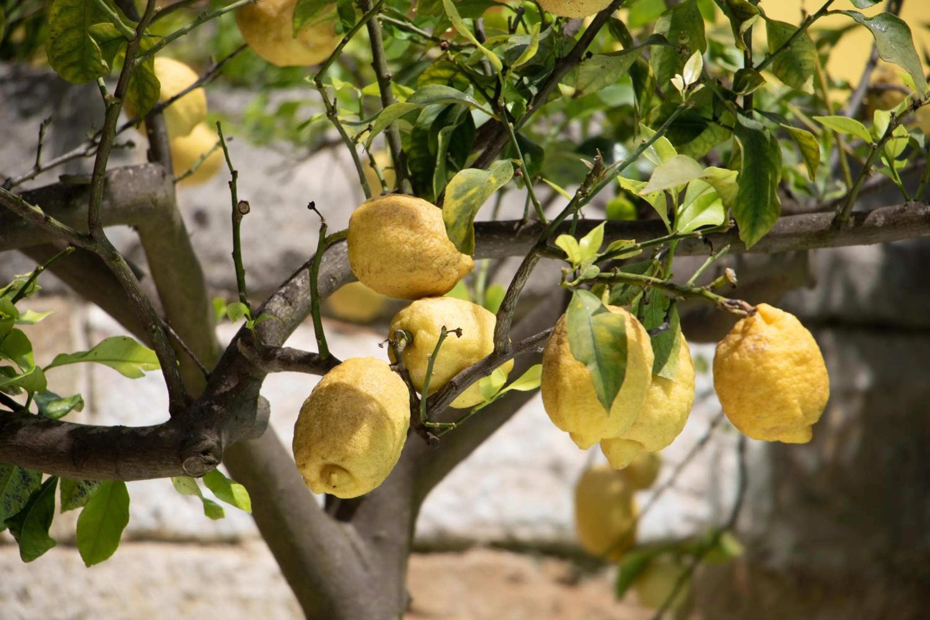 Food and drinks in Palazzo Castriota