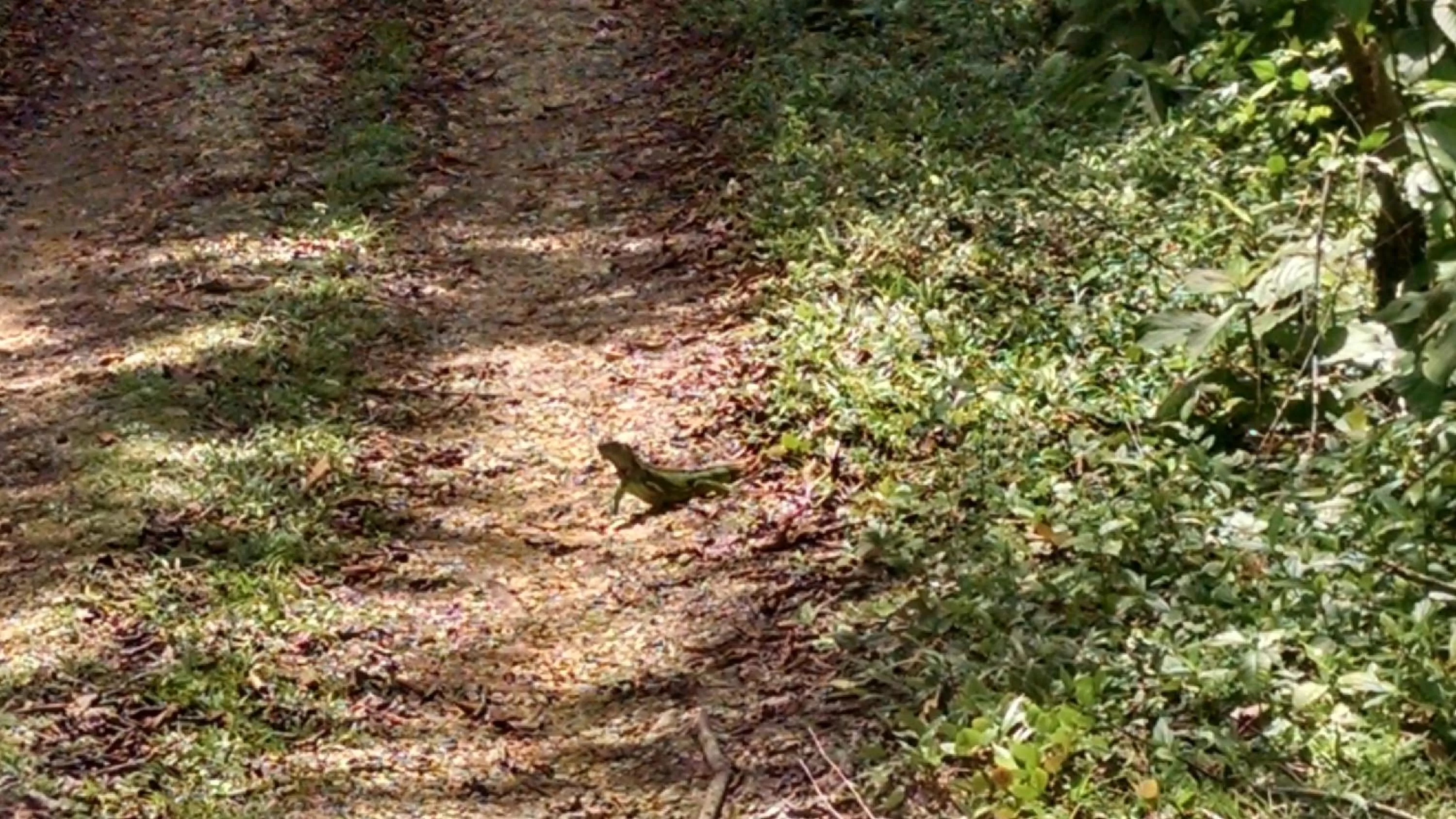 Day in Surf Break at Paunch