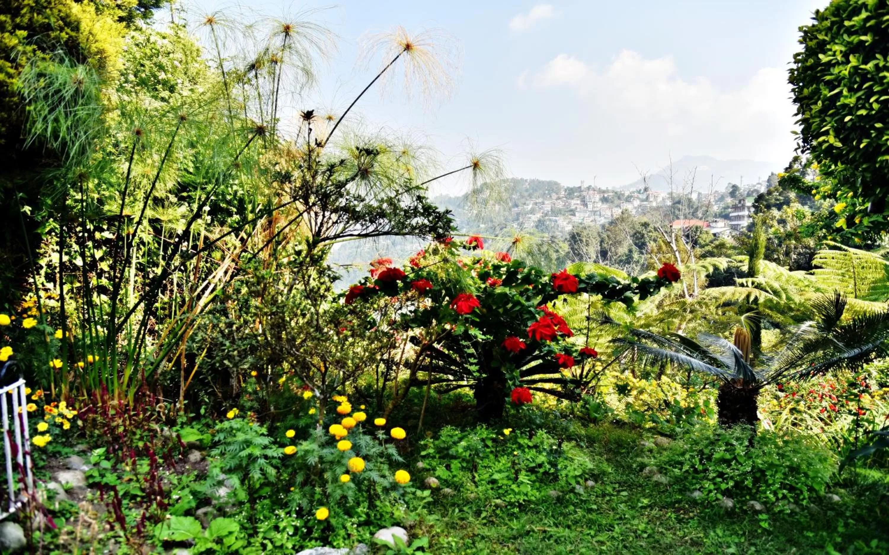 Garden in Sood's Himalayan Vista