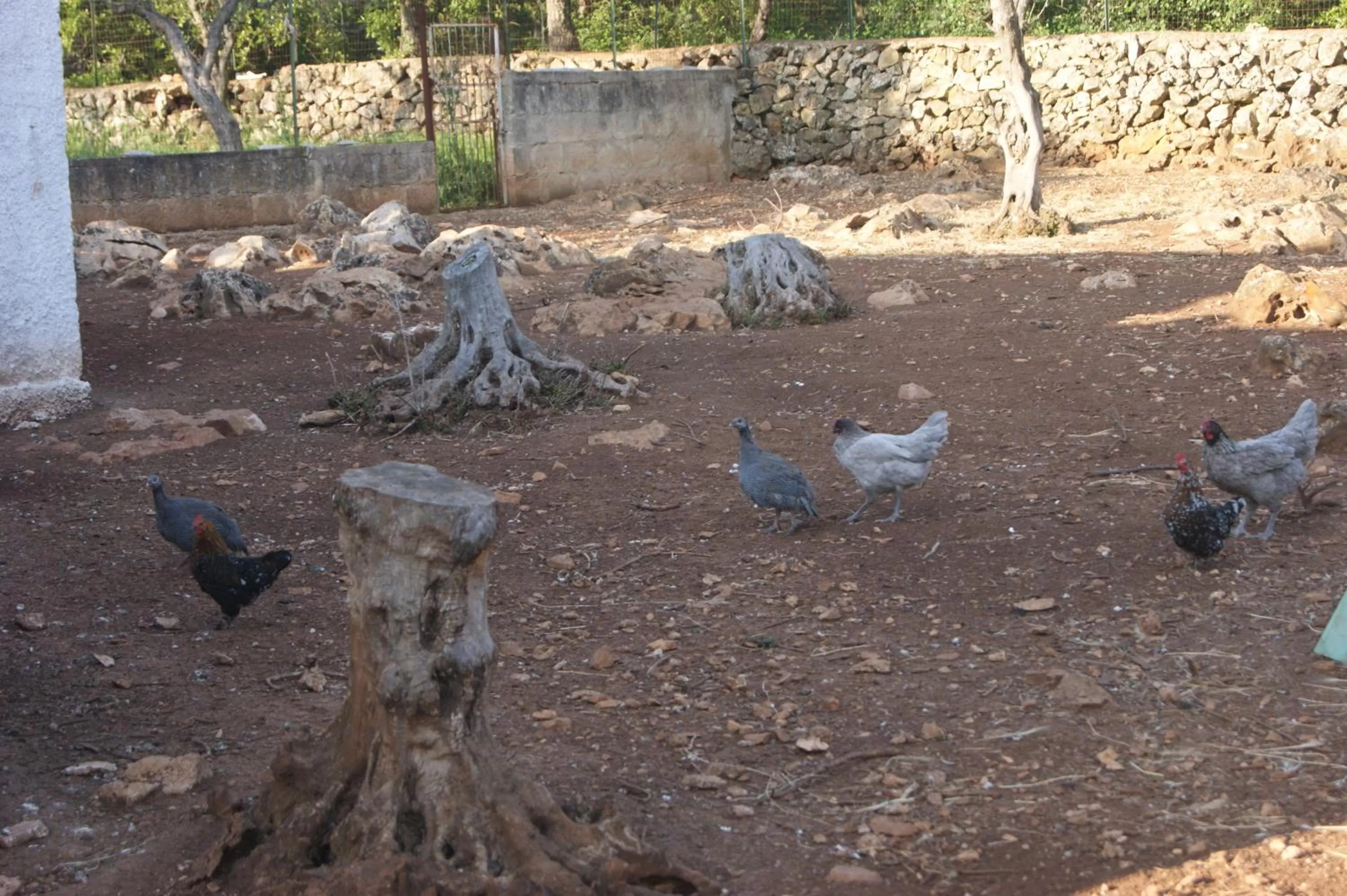 Animals, Other Animals in Arome B&B