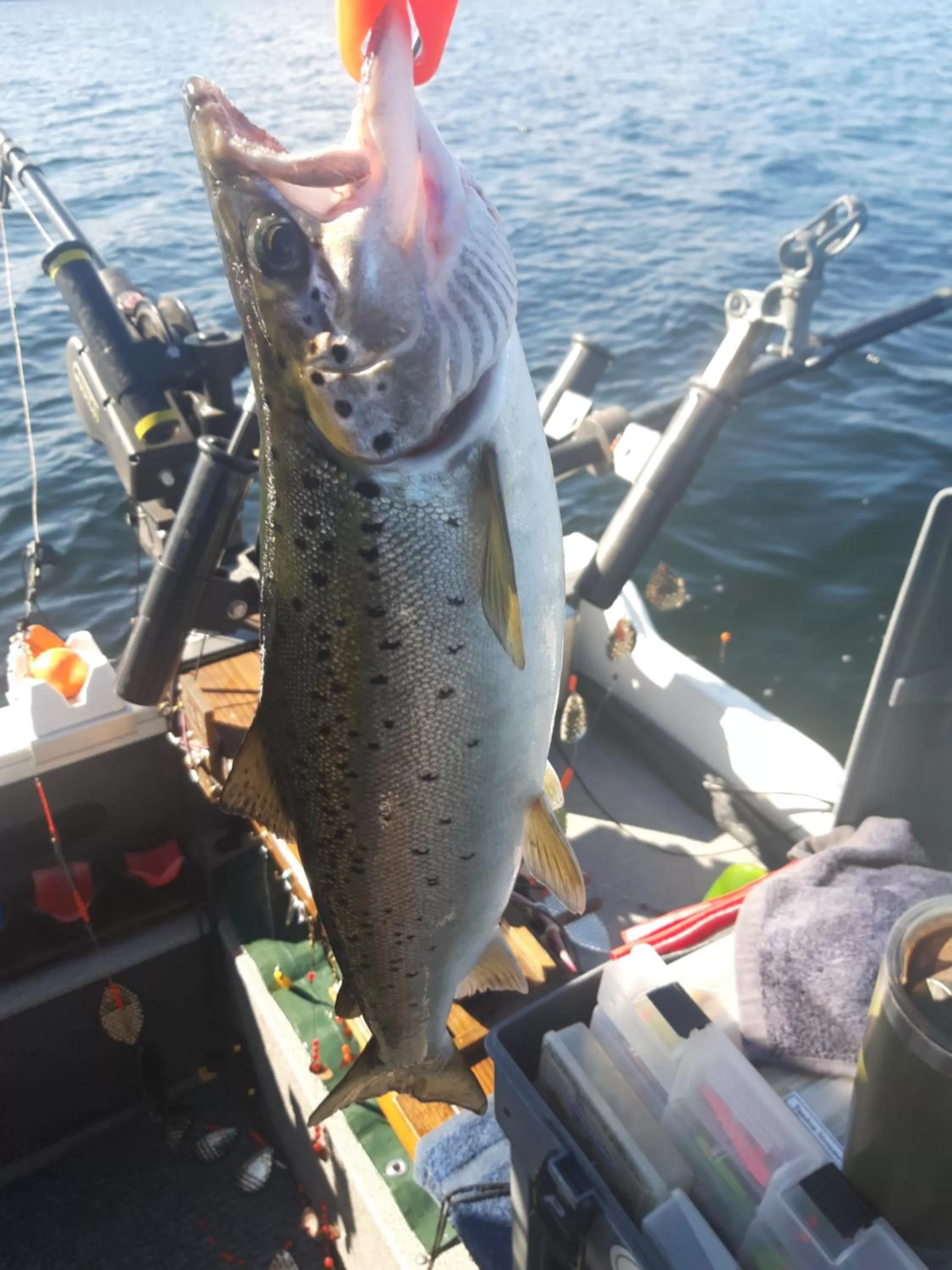 Activities in Rangeley Town & Lake