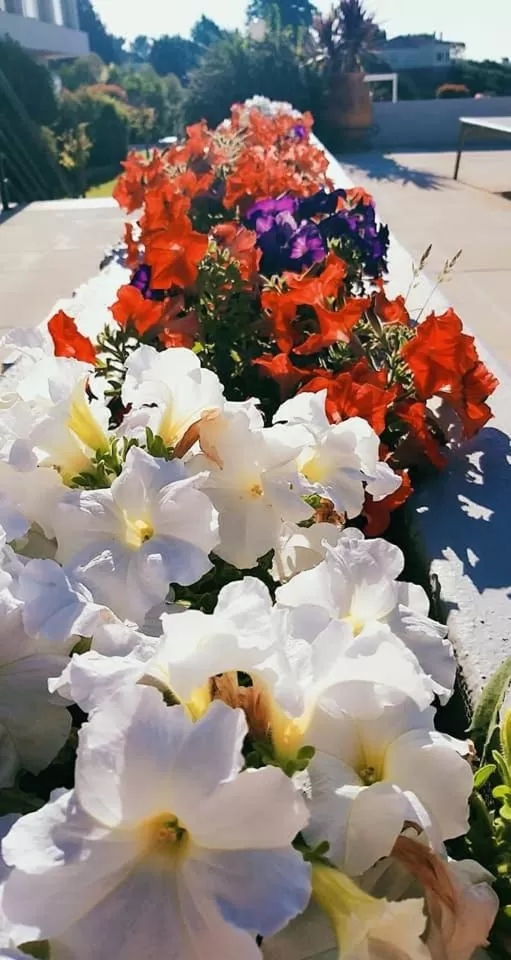 Garden in Verdi Santarém