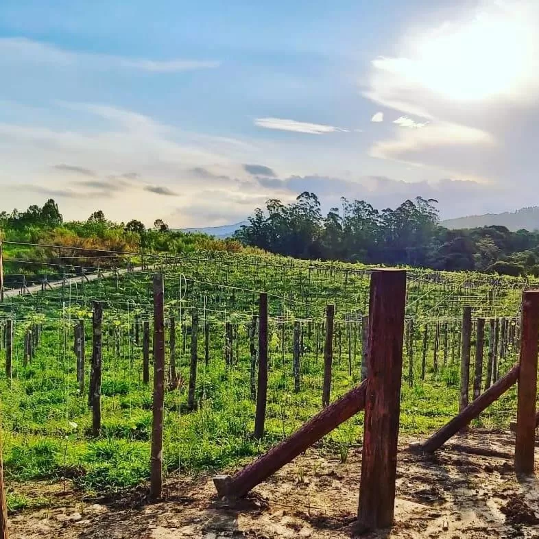 Pousada Vale Dos Figos