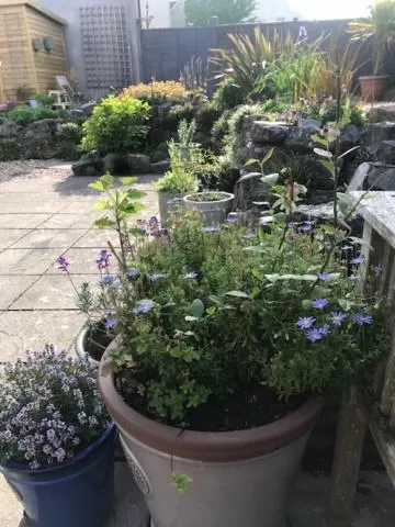 The Old Police House