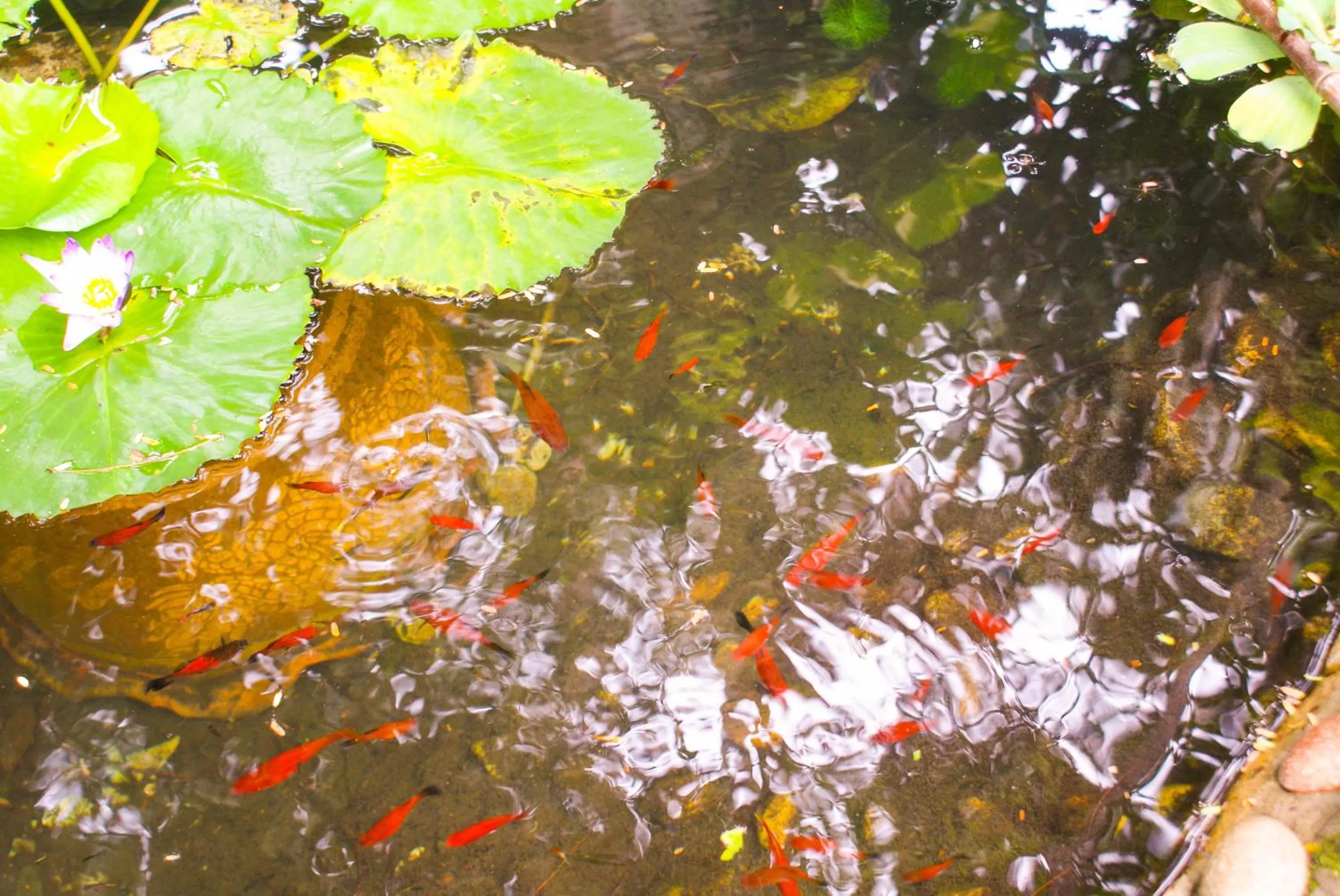 Natural landscape in Rock Inn Bailan