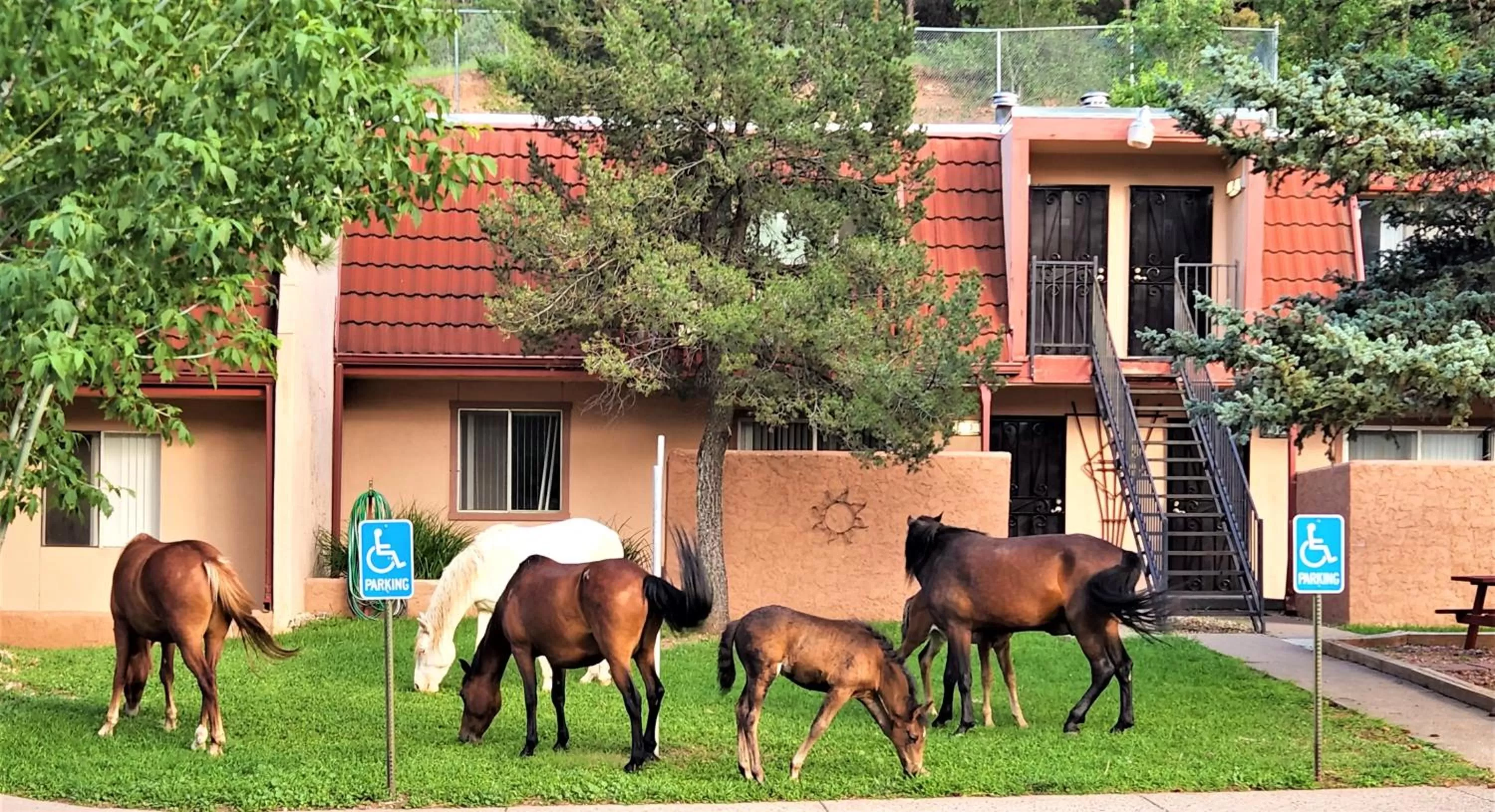 Animals in Pinecliff Village Resort