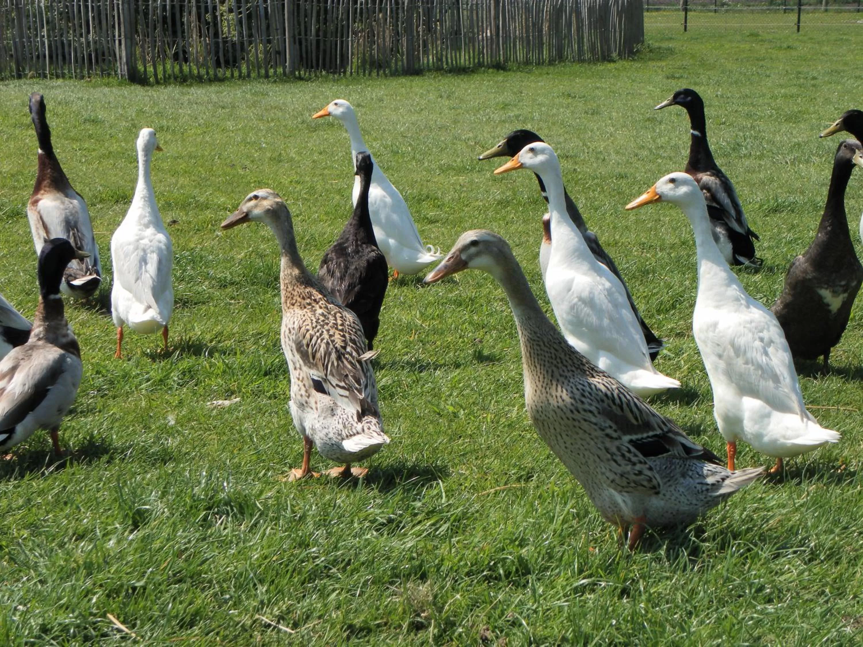 Property building, Other Animals in De Turfstaeker