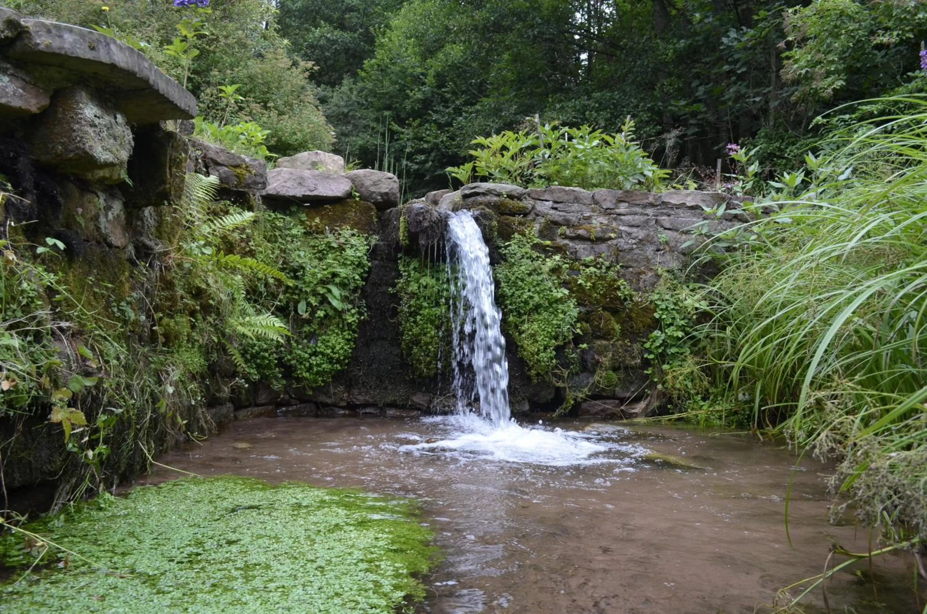 Garden view in L'Atelier de Gisèle