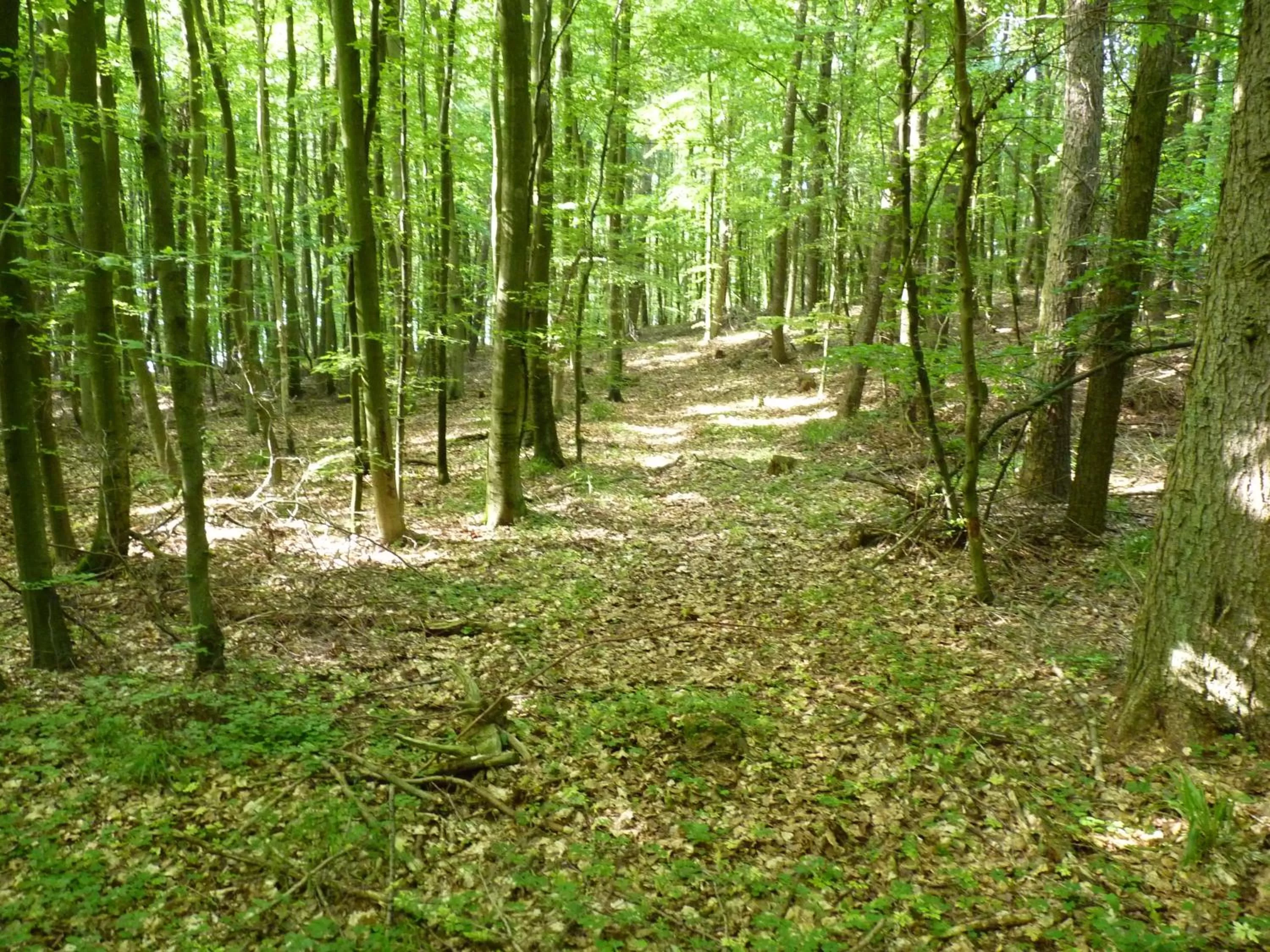 Natural landscape in Hotel Am Markt