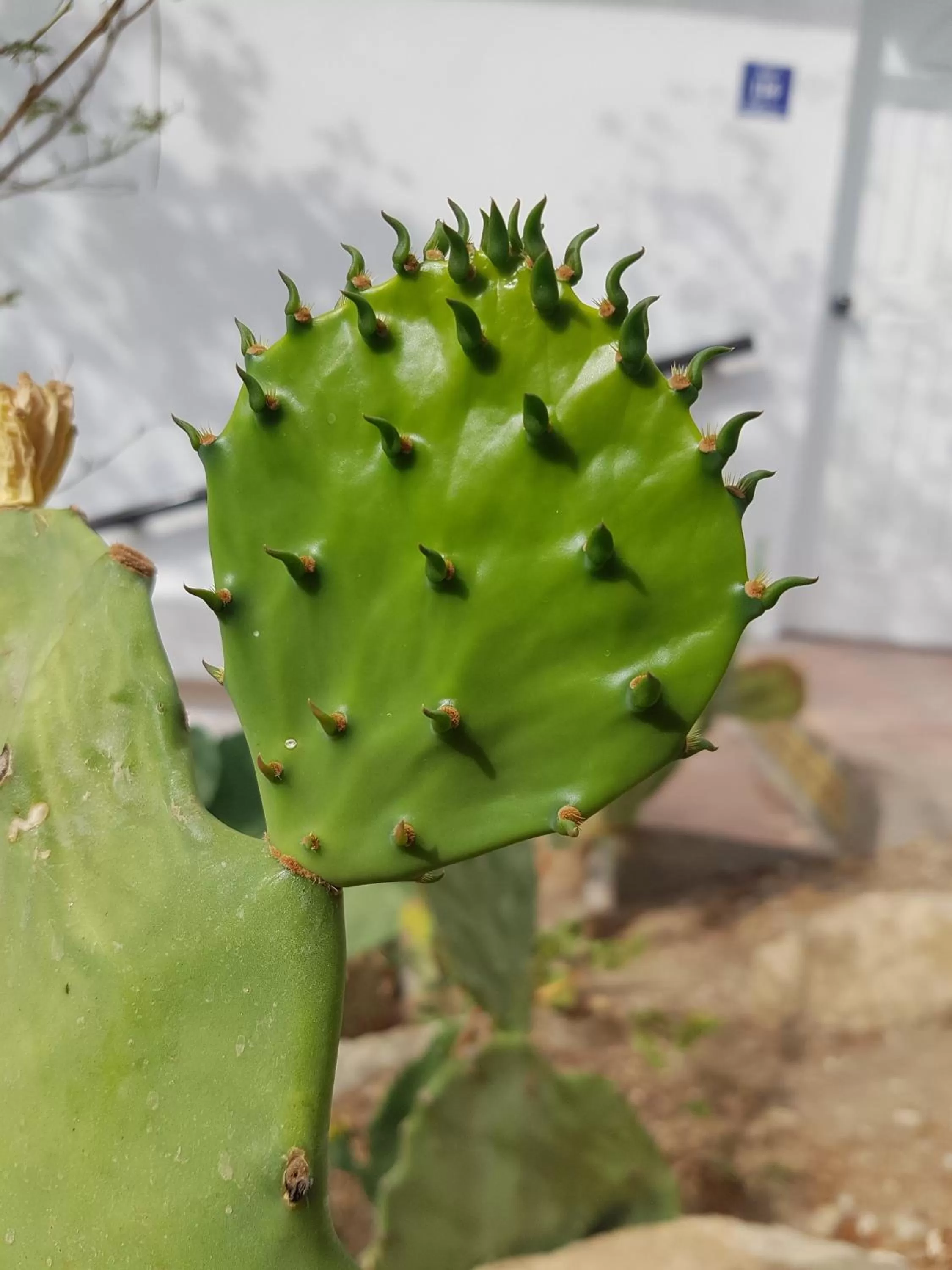 Garden view in Los Milagros Hotel